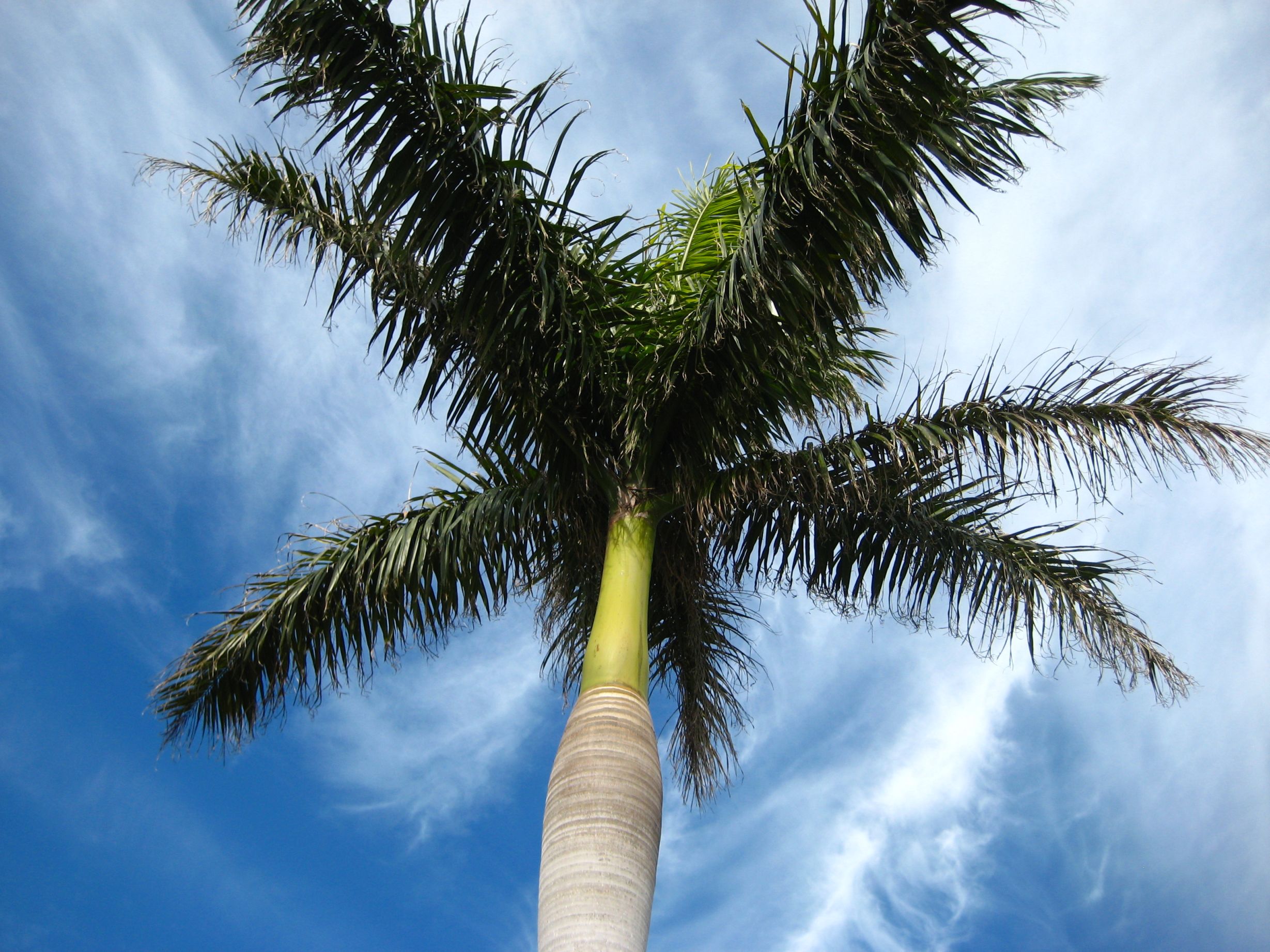 Royal palm DISCUSSING PALM TREES WORLDWIDE PalmTalk