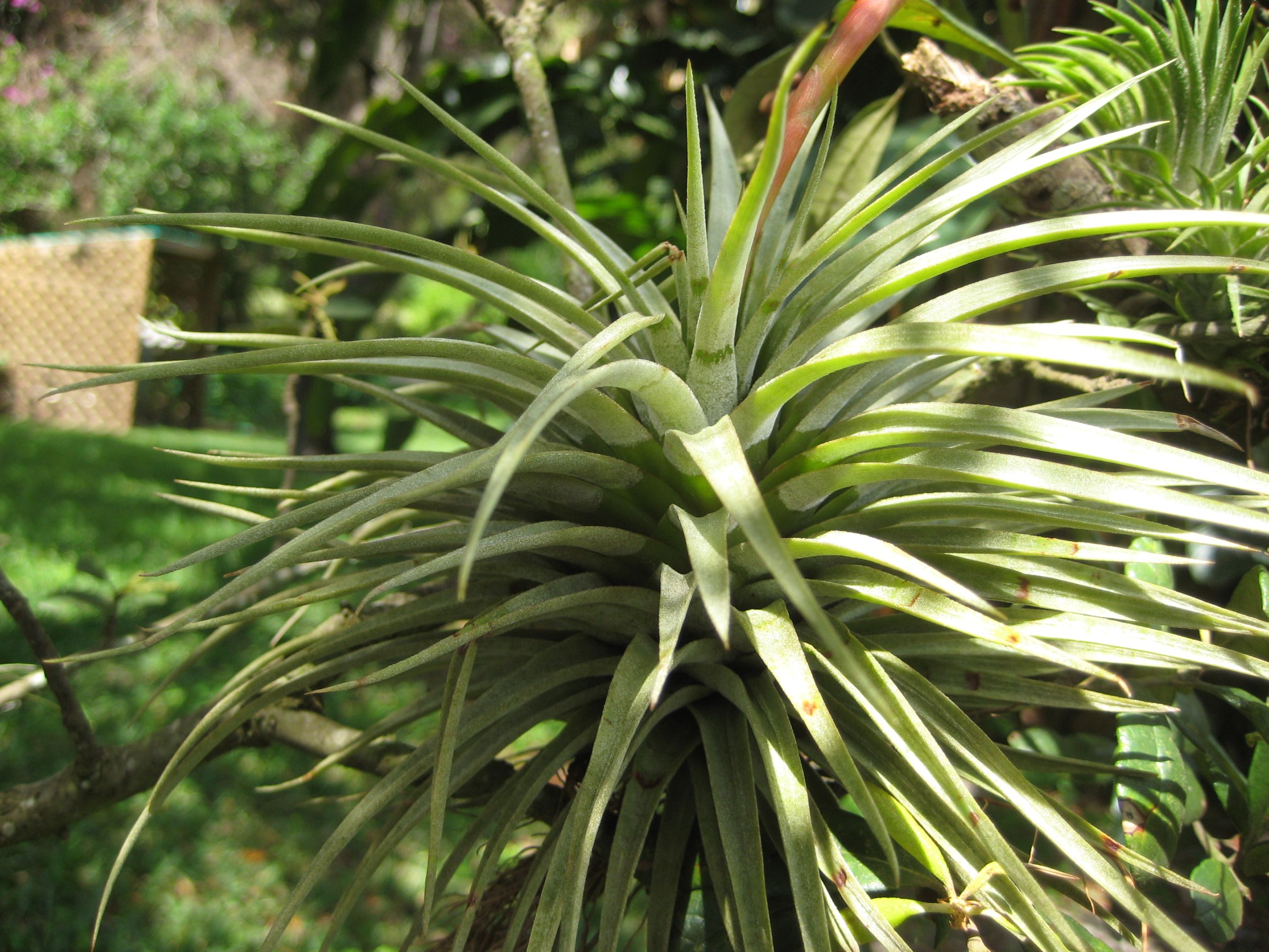 Tillandsia espinosae TROPICAL LOOKING PLANTS Other