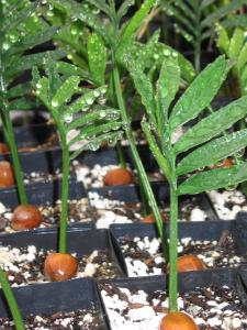 seedlings for sale seedlings for sale