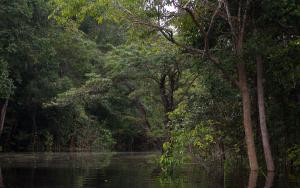 BRA1004NegroBackwater.jpg