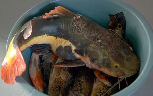 BRA1004FishDinner.jpg