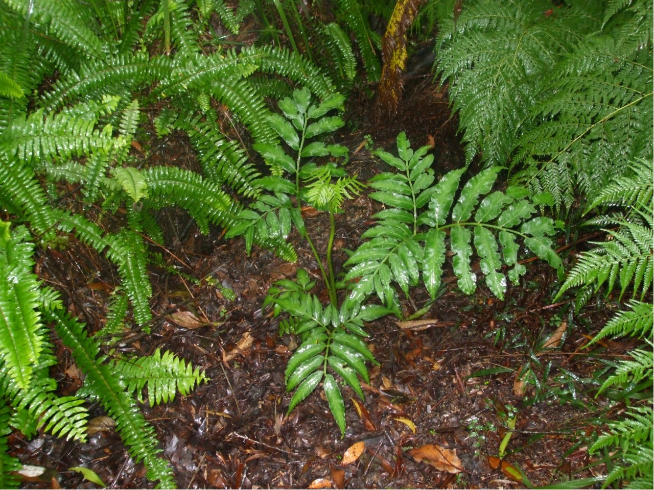 King Fern TROPICAL LOOKING PLANTS Other Than Palms