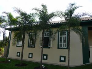Syagrus oleracea -1 800x600.jpg