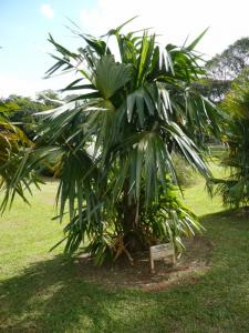 Chelyocarpus chuco 800x600.jpg