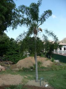 Syagrus macrocarpa -2 800x600.jpg