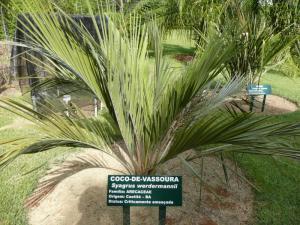 Syagrus werdermannii -2 800x600.jpg