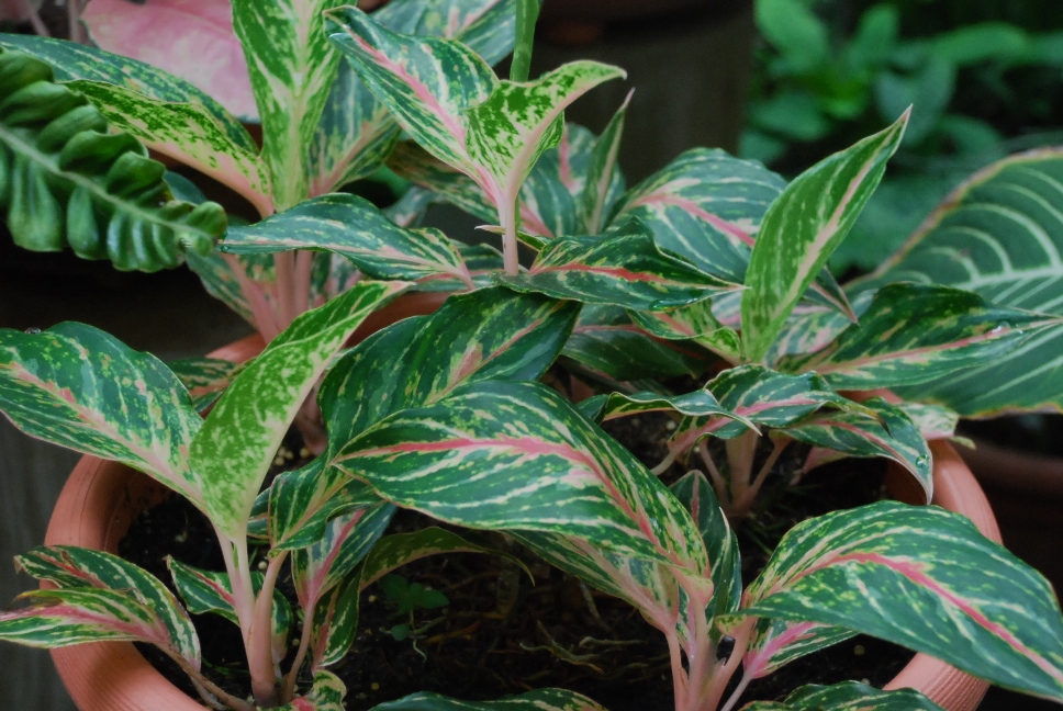 Pretty leaves TROPICAL LOOKING PLANTS Other Than Palms PalmTalk