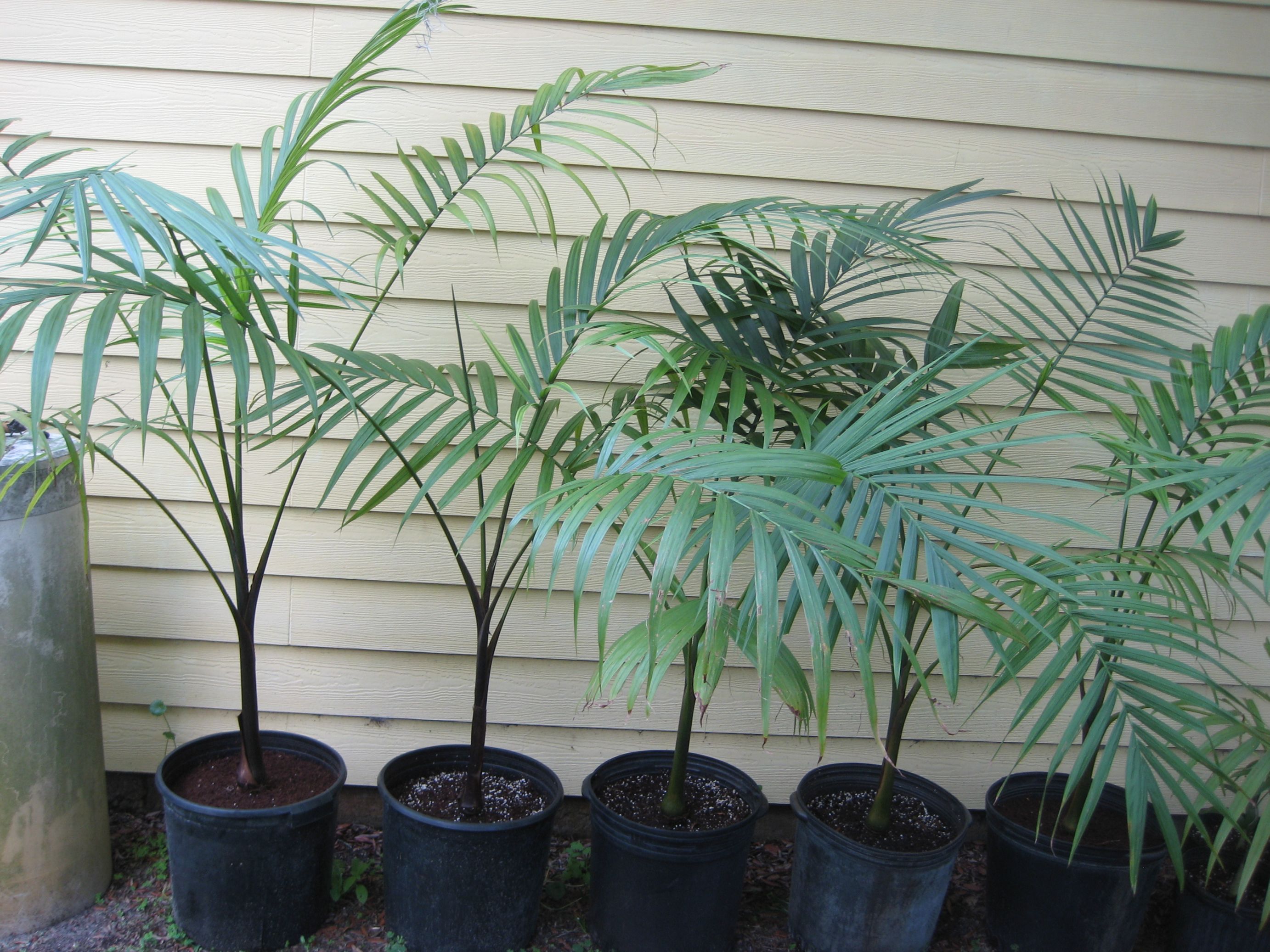 Fastest growing palms? DISCUSSING PALM TREES WORLDWIDE PalmTalk