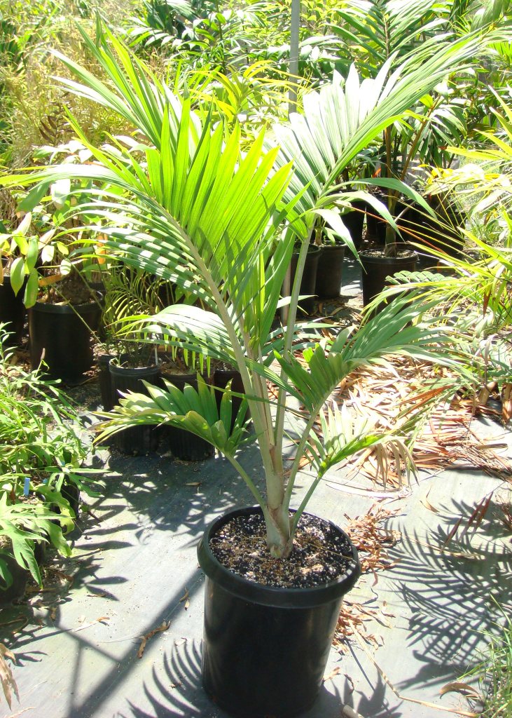 Hedyscepe canterburyana for sale For Sale PalmTalk