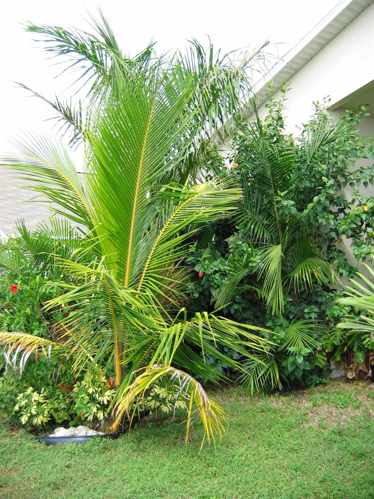 Coconut growth rates DISCUSSING PALM TREES WORLDWIDE PalmTalk