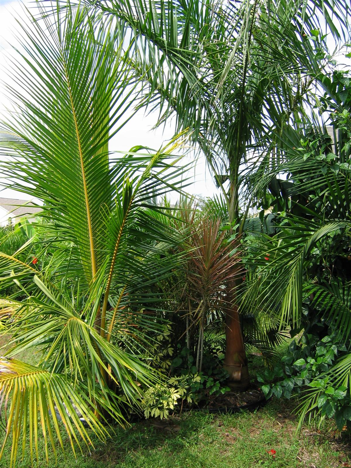 Coconut growth rates DISCUSSING PALM TREES WORLDWIDE PalmTalk