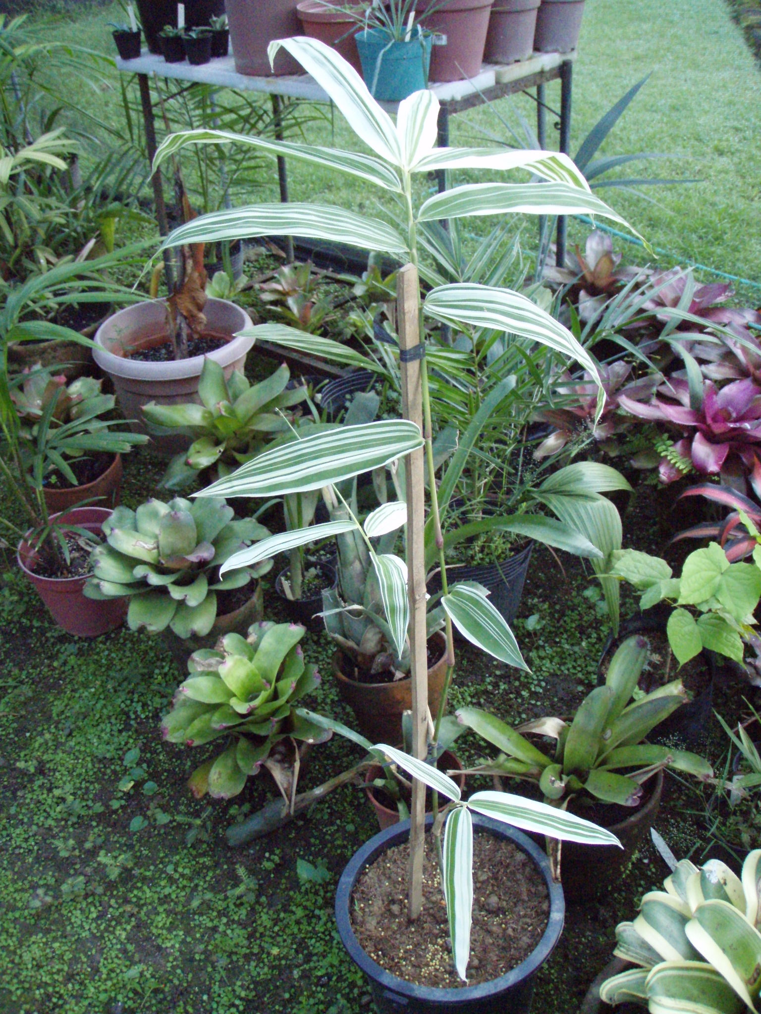 Variegated Bamboo TROPICAL LOOKING PLANTS Other Than