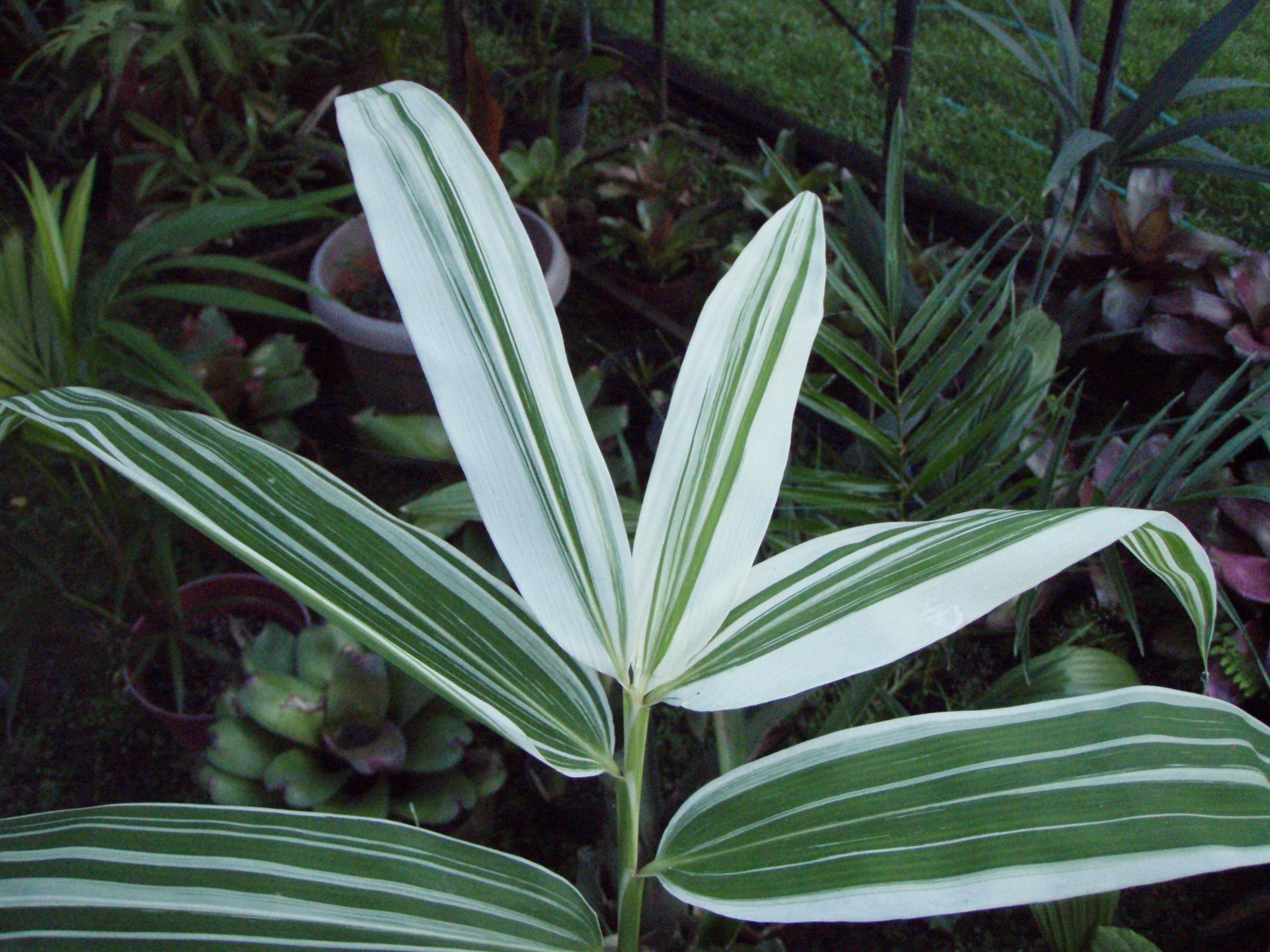 Variegated Bamboo TROPICAL LOOKING PLANTS Other Than