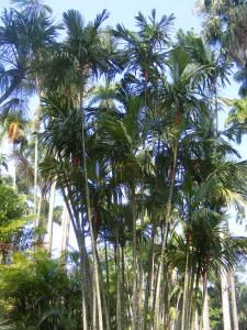 DSCF4731.JPG