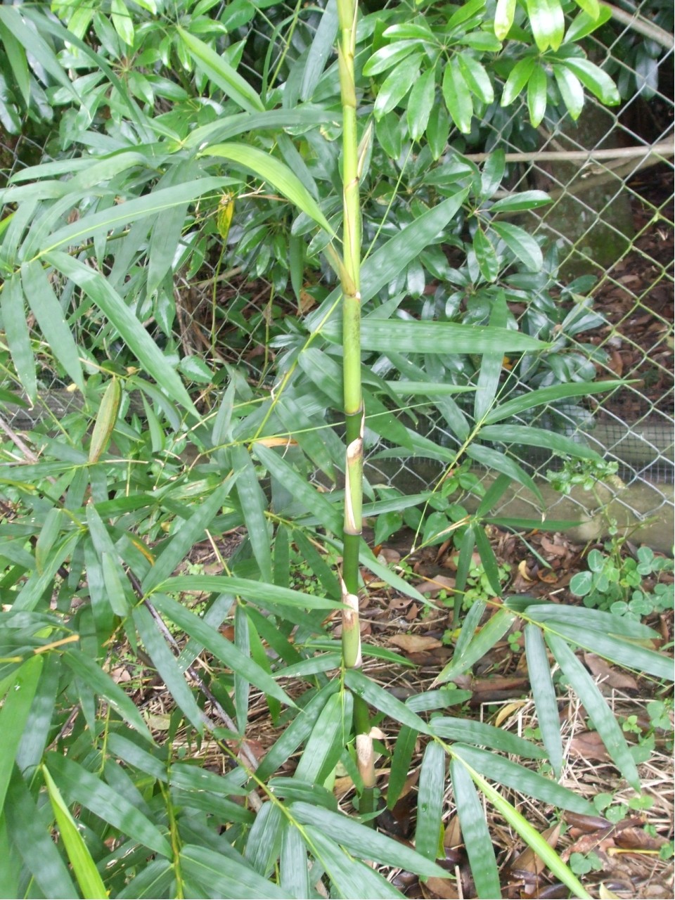 bamboo report update tropical looking plants other bamboo report update tropical looking plants other