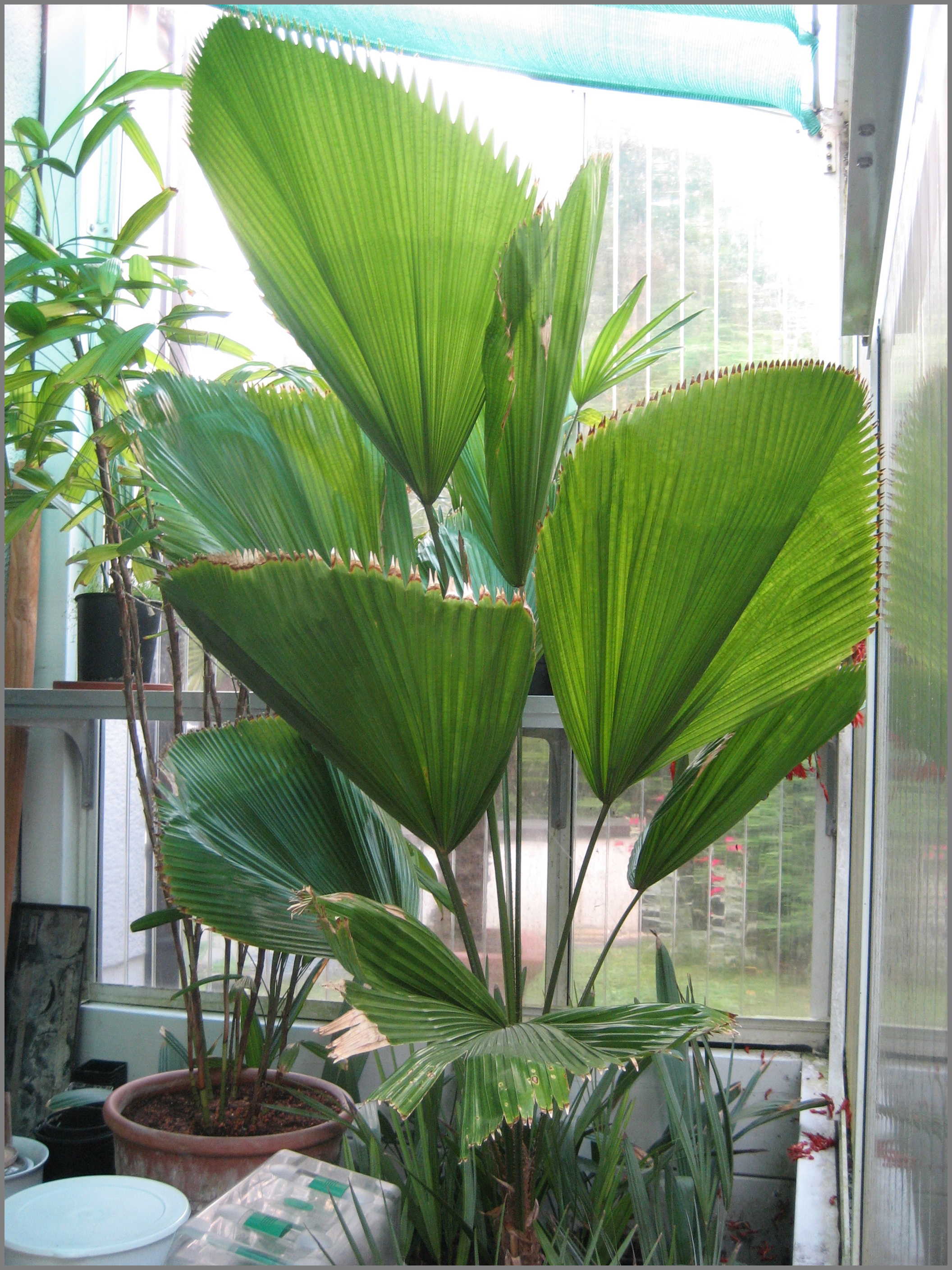 Licuala grandis in Evening Garden - DISCUSSING PALM TREES WORLDWIDE