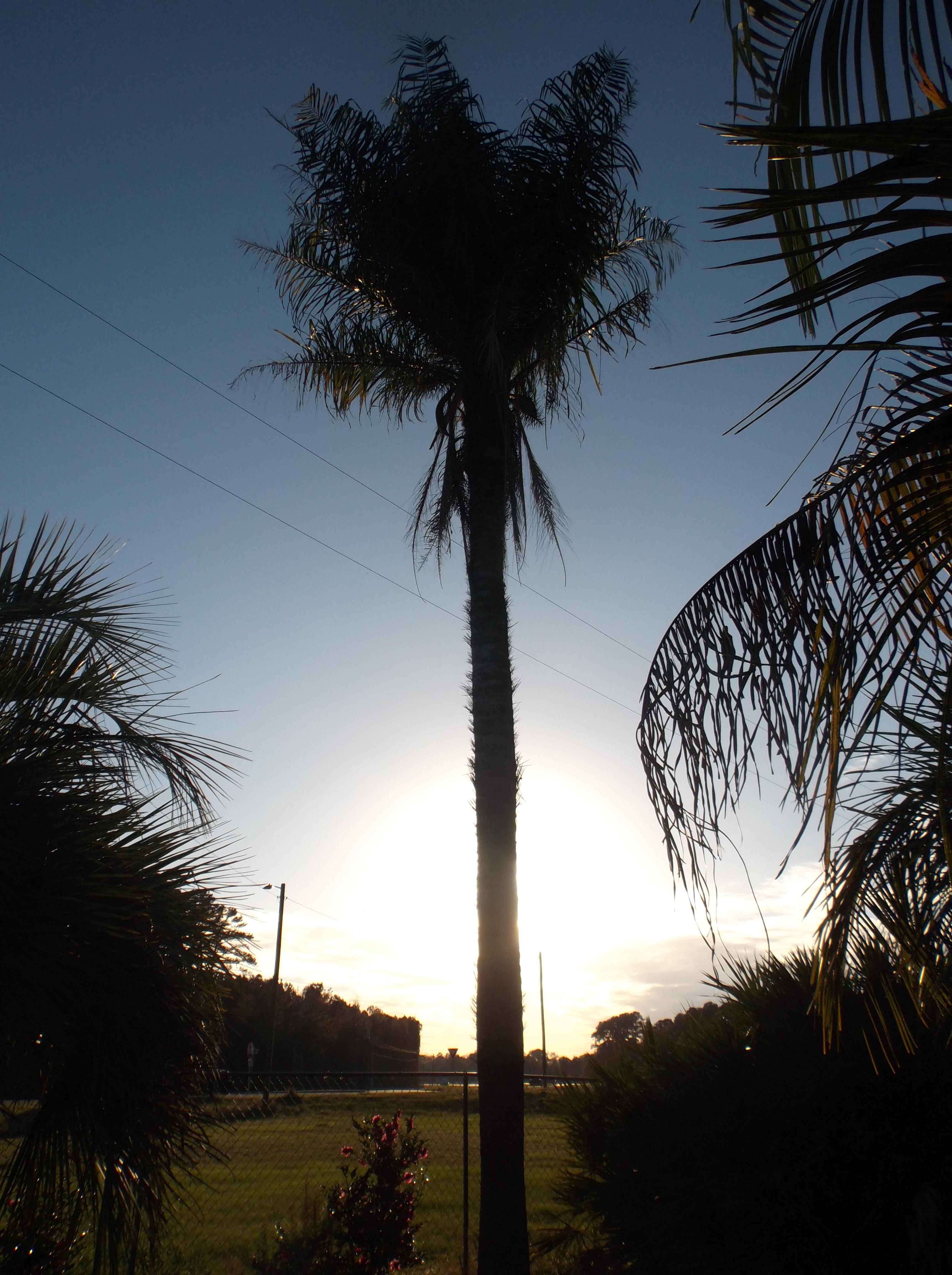 totai in Savannah, GA DISCUSSING PALM TREES WORLDWIDE