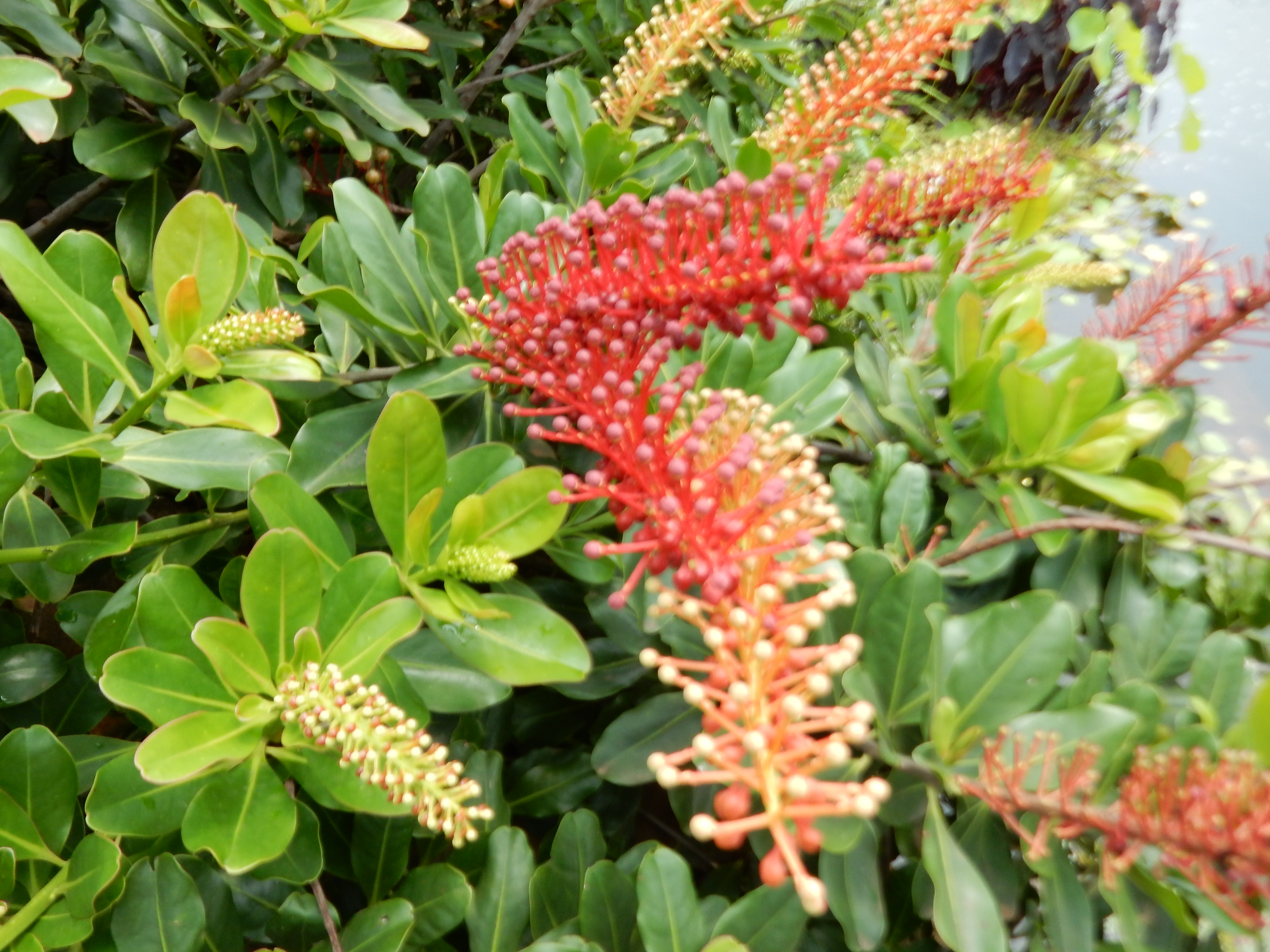 Beautiful shrub needs identification TROPICAL LOOKING