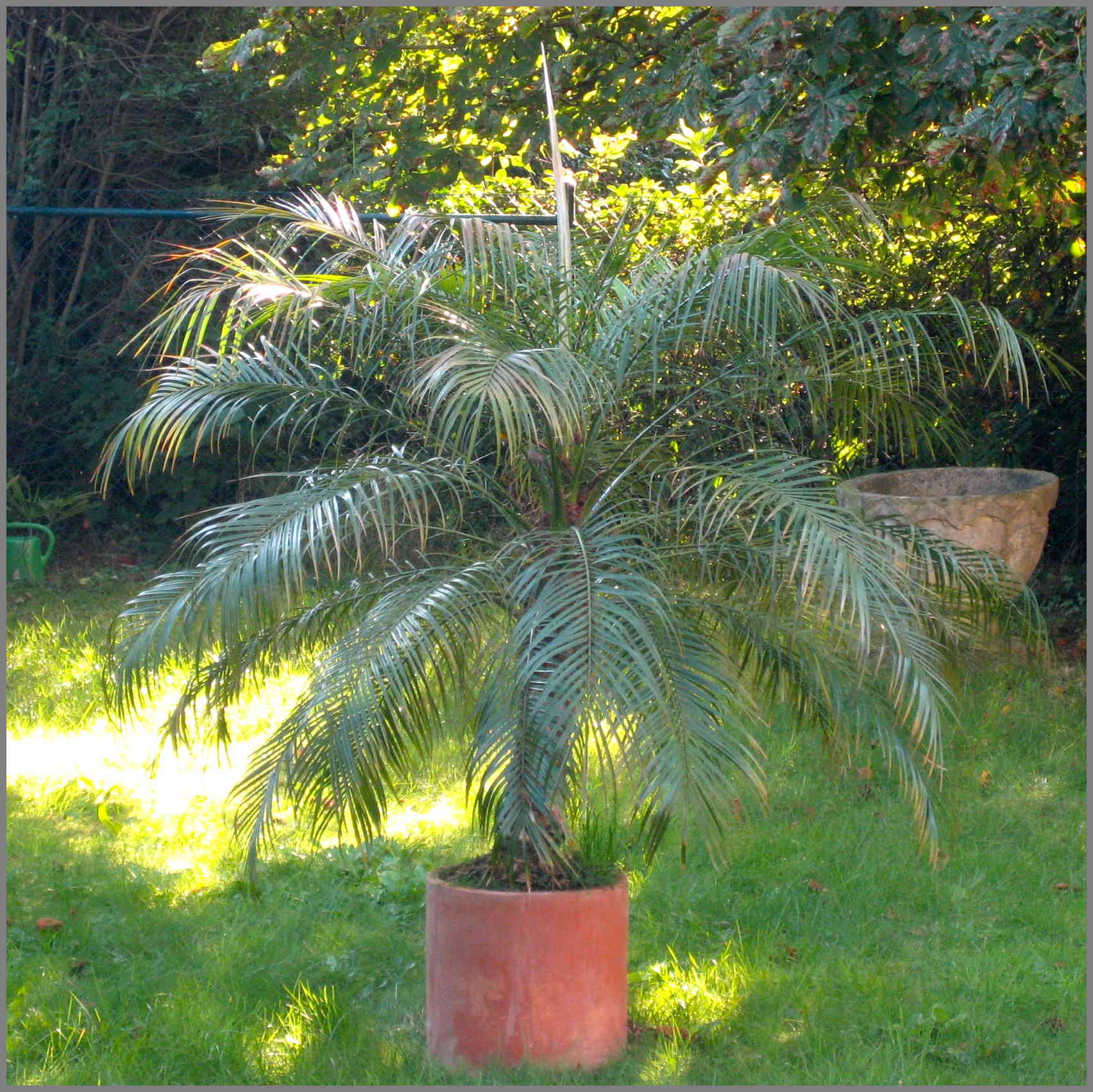 Grow palms in pot outdoor! PALMS IN POTS PalmTalk