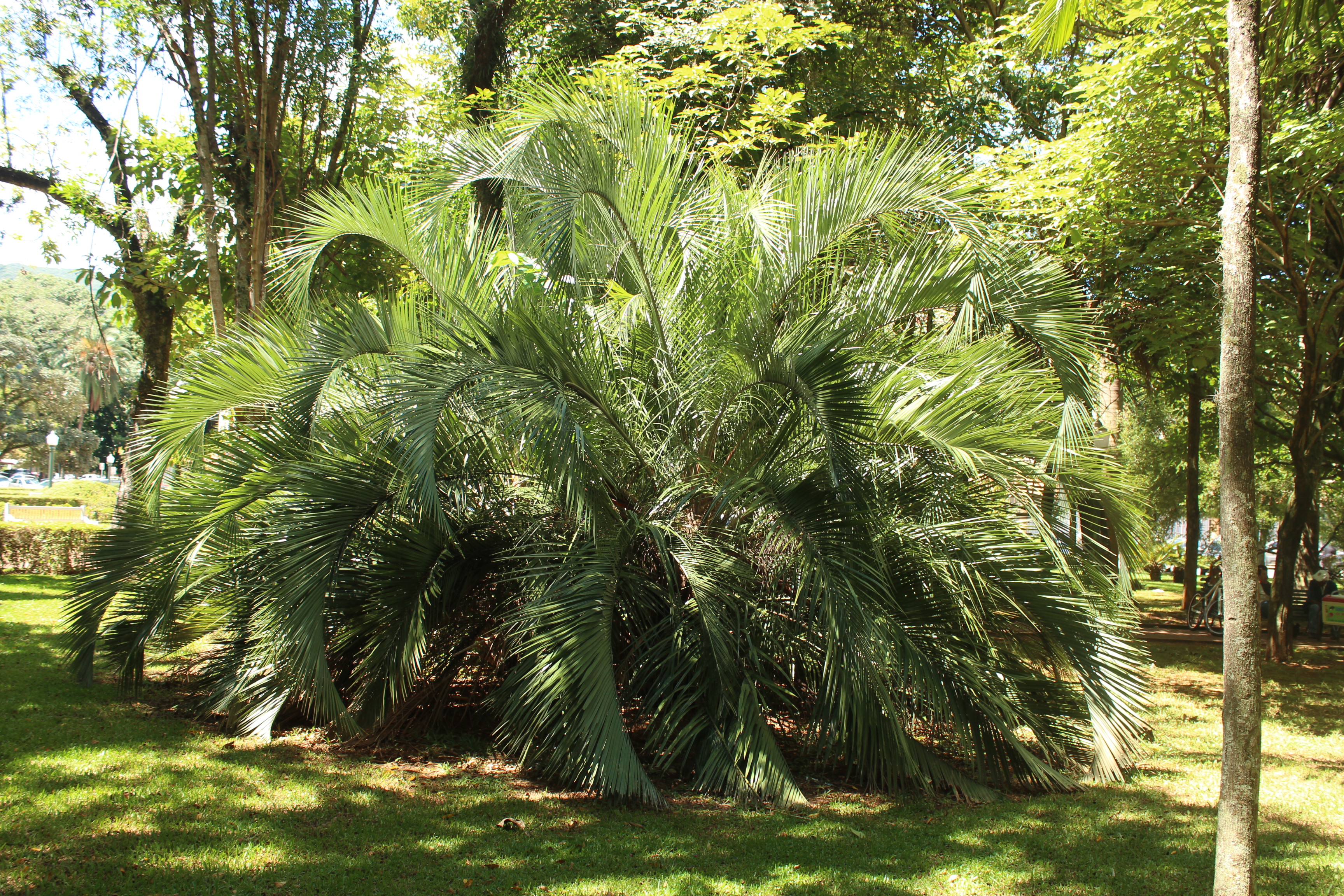 Butia eriospatha DISCUSSING PALM TREES WORLDWIDE PalmTalk