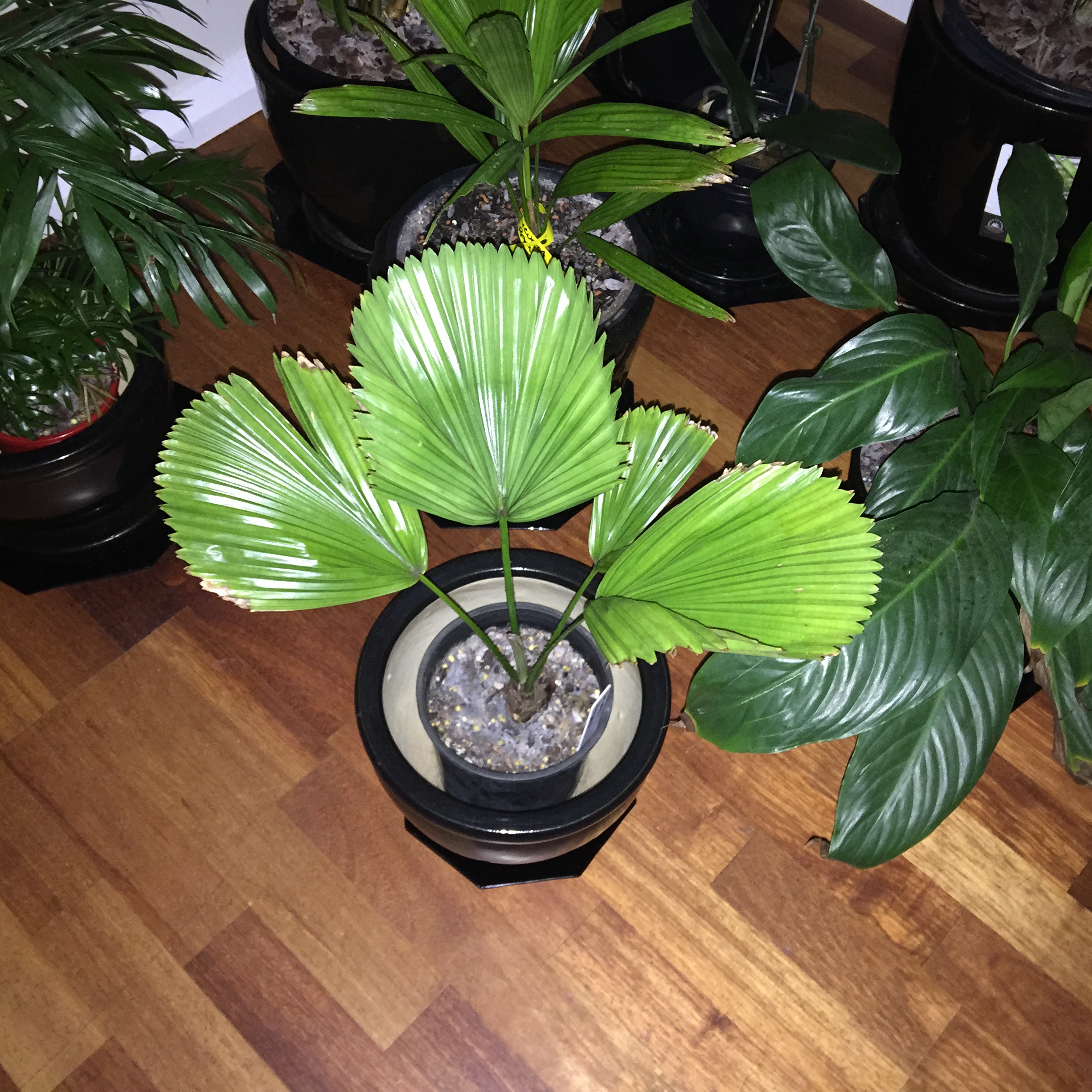 any tropical palm you grow as houseplant indoor? PALMS IN POTS PalmTalk