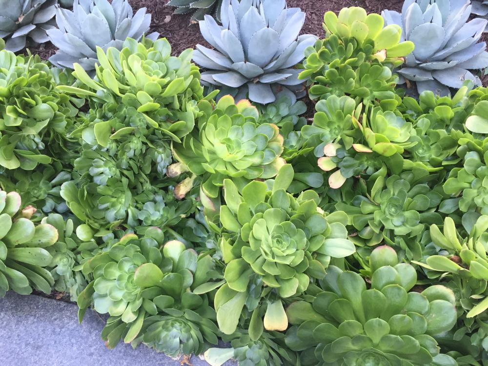 succulent landscaping in downtown los angeles ohana nui off topic sub forum palmtalk succulent landscaping in downtown los angeles ohana nui off topic sub forum palmtalk