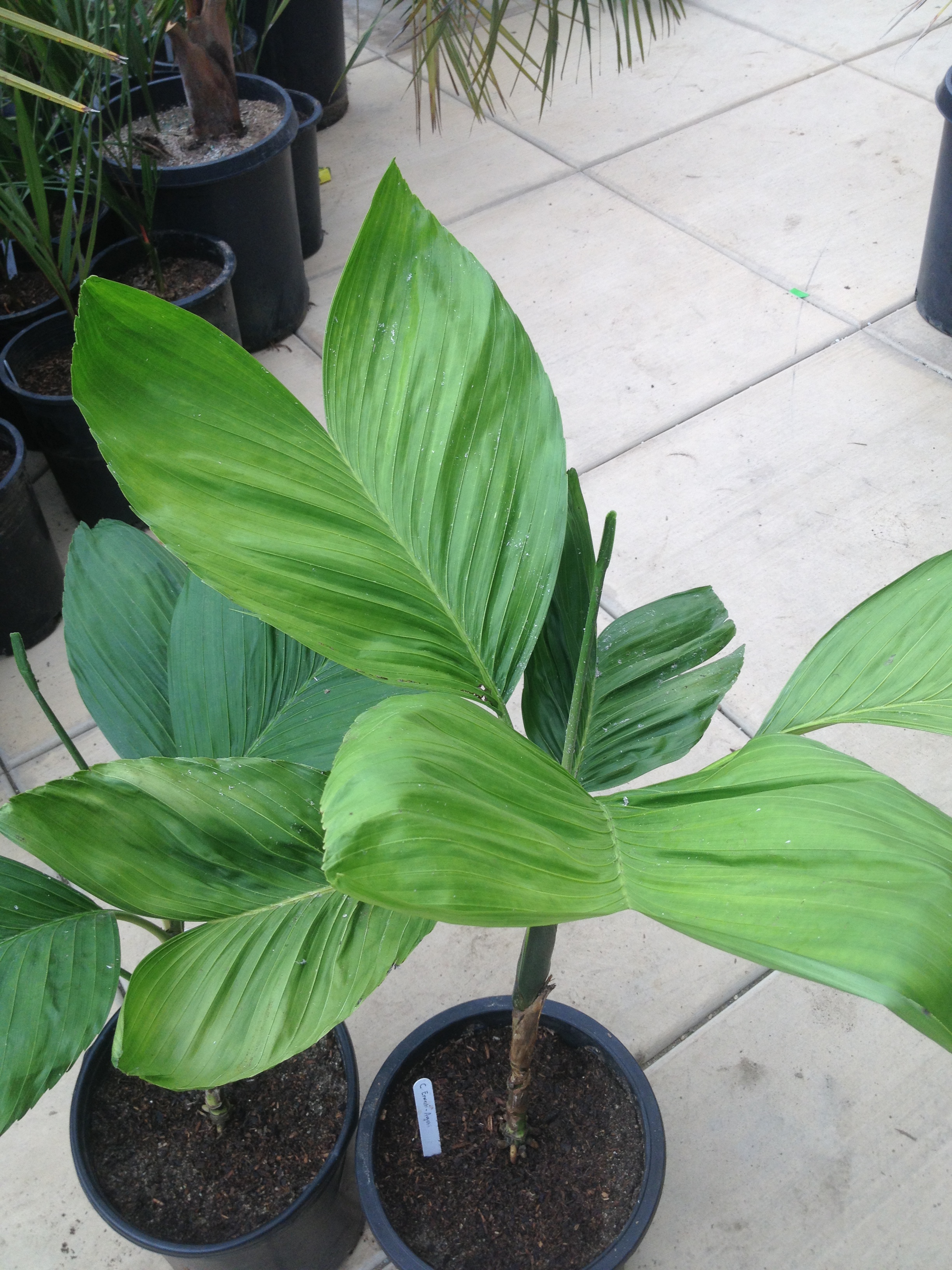 chamaedorea ernesti-augusti :tuna tail palm" - For Sale - PalmTalk