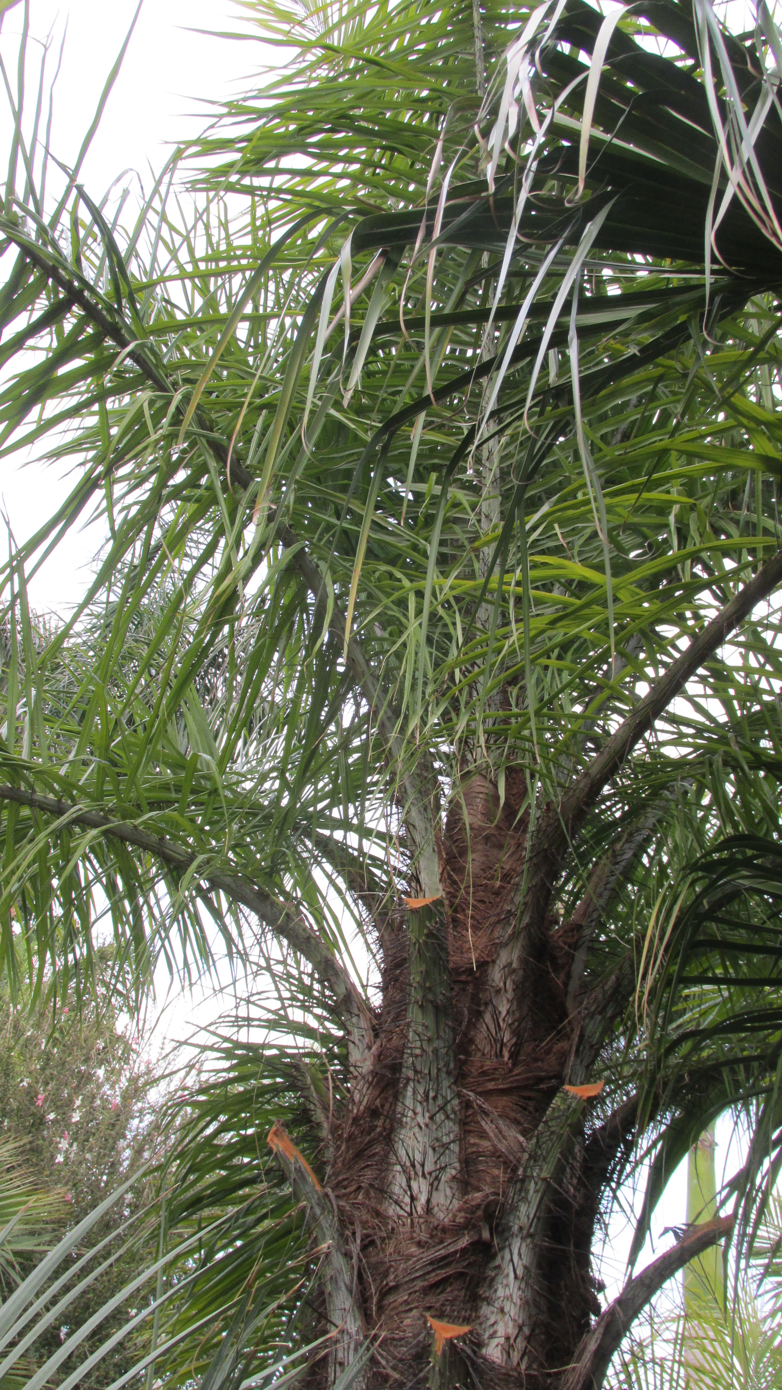Armageddon Palm Acro ia show us yours DISCUSSING PALM