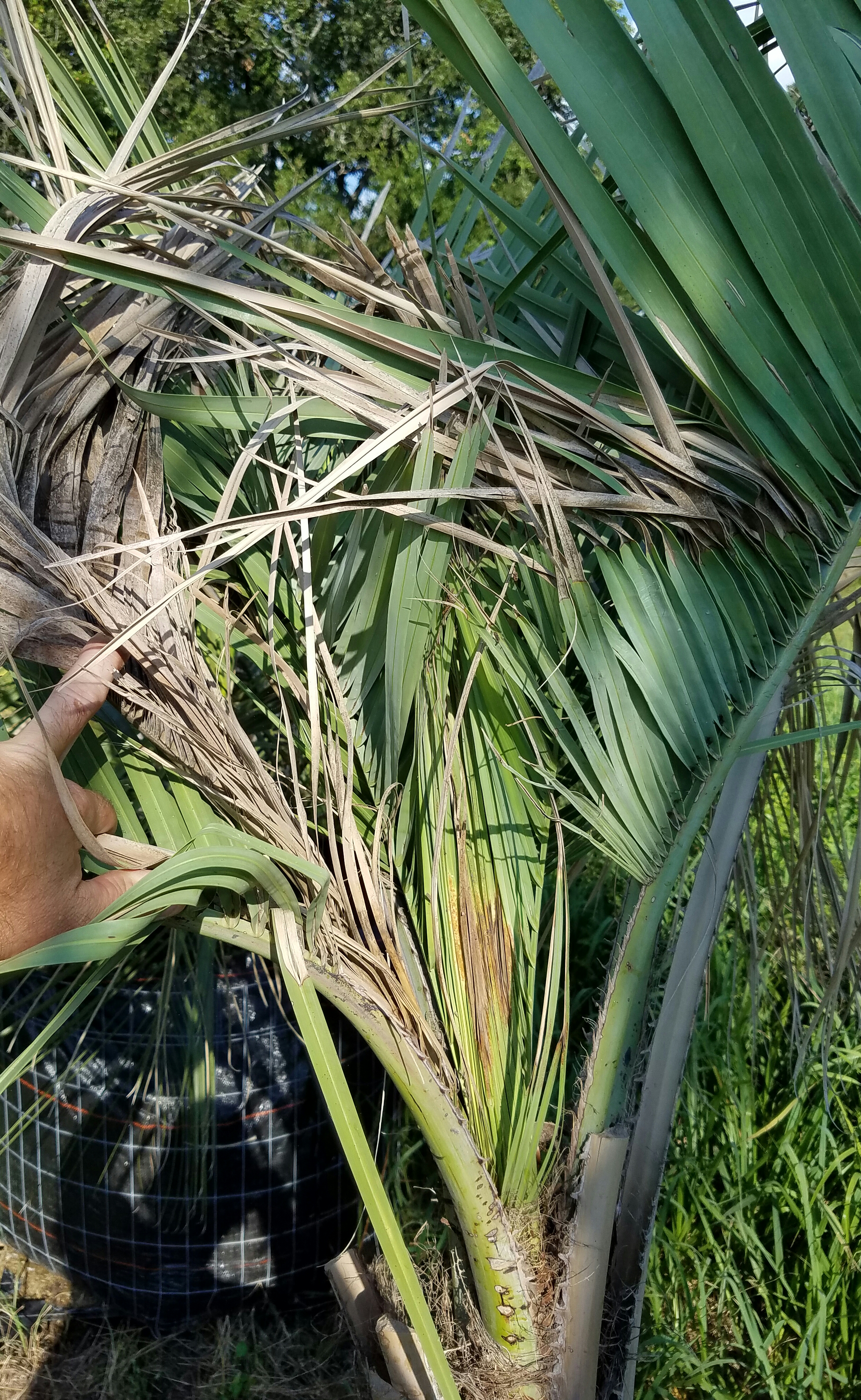 PINDO PALM CONCERN DISCUSSING PALM TREES WORLDWIDE PalmTalk