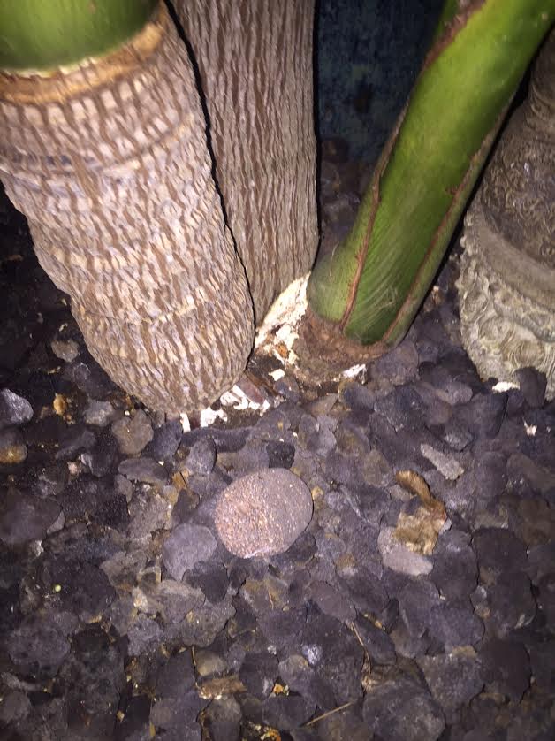White mold? on King palms trunk. DISCUSSING PALM TREES WORLDWIDE