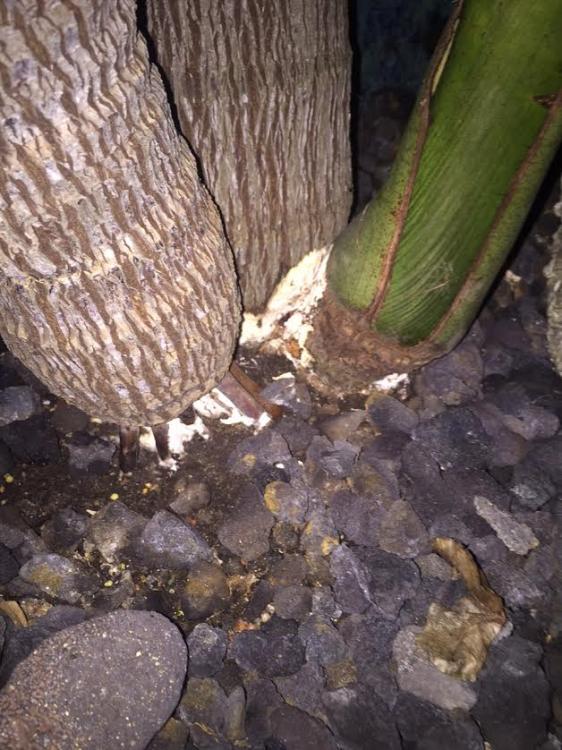 White mold? on King palms trunk. - DISCUSSING PALM TREES WORLDWIDE