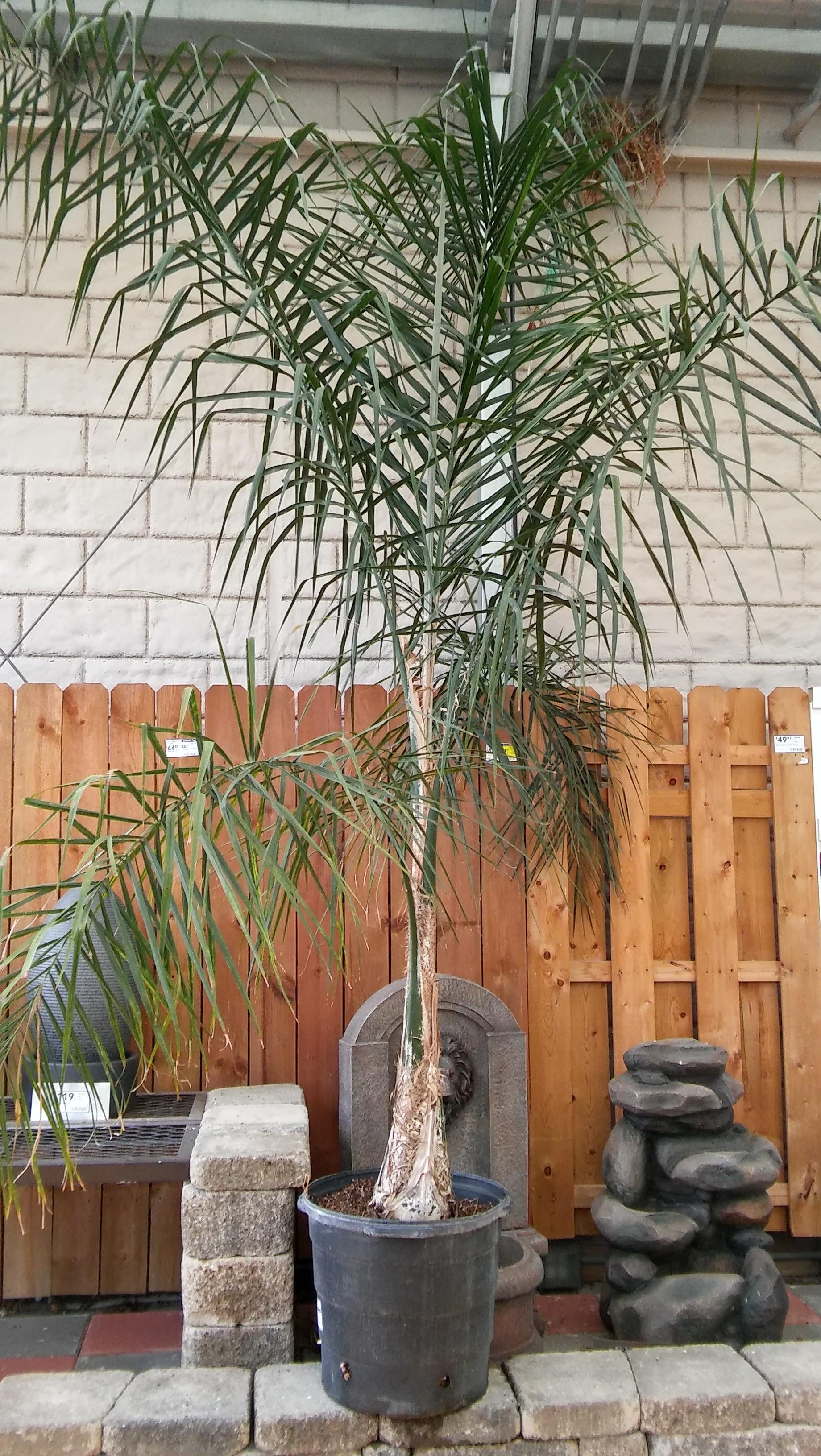 Palms at Lowe's in the North Zone 6A/6B! - DISCUSSING PALM ...