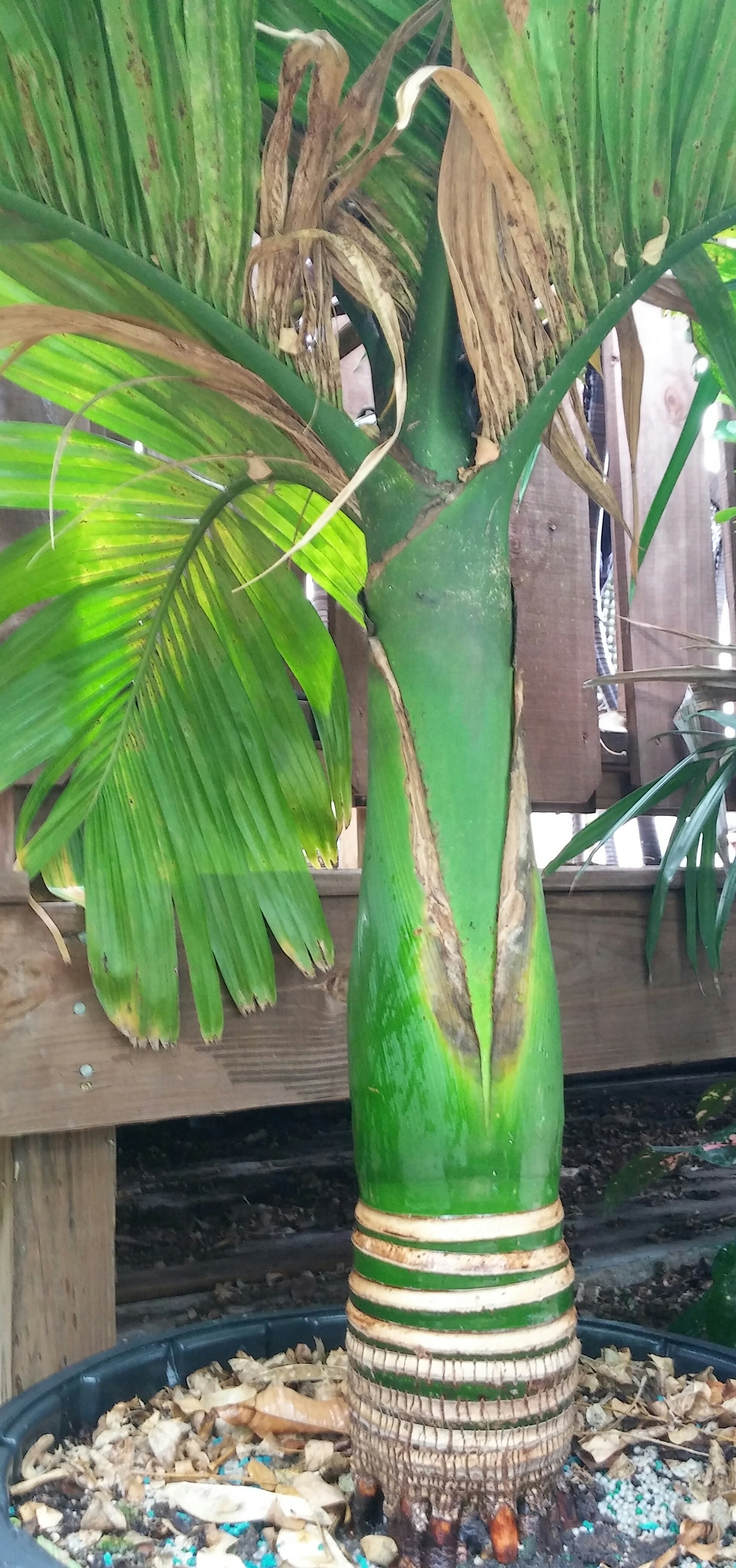 Dwarf Areca catechu 10 gallon For Sale PalmTalk