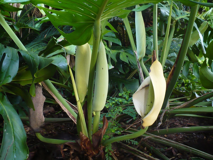 The delicious monster plant blooming TROPICAL LOOKING