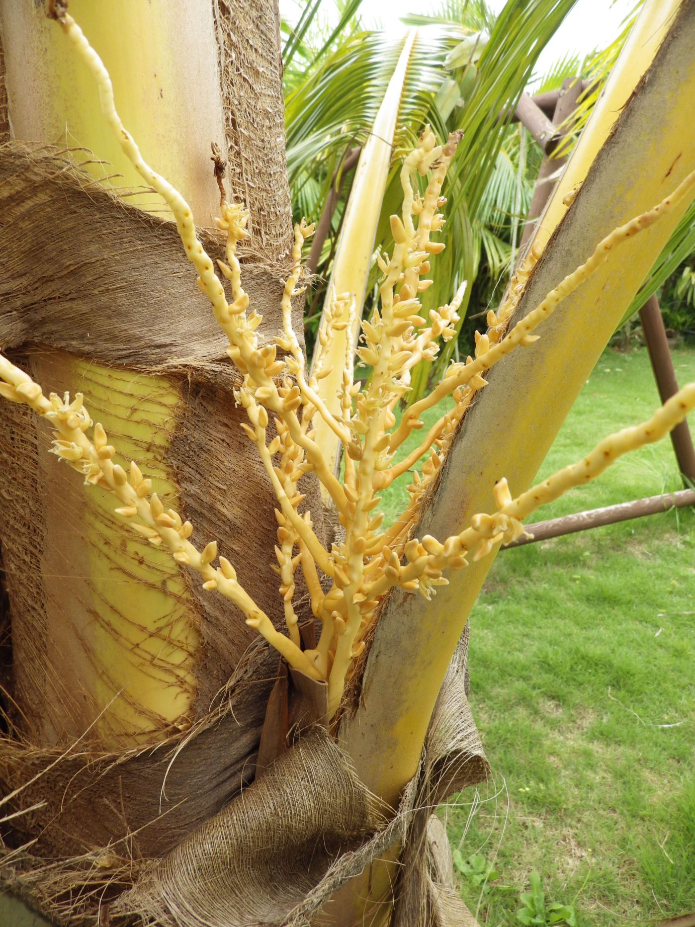 Flowering coconut DISCUSSING PALM TREES WORLDWIDE PalmTalk
