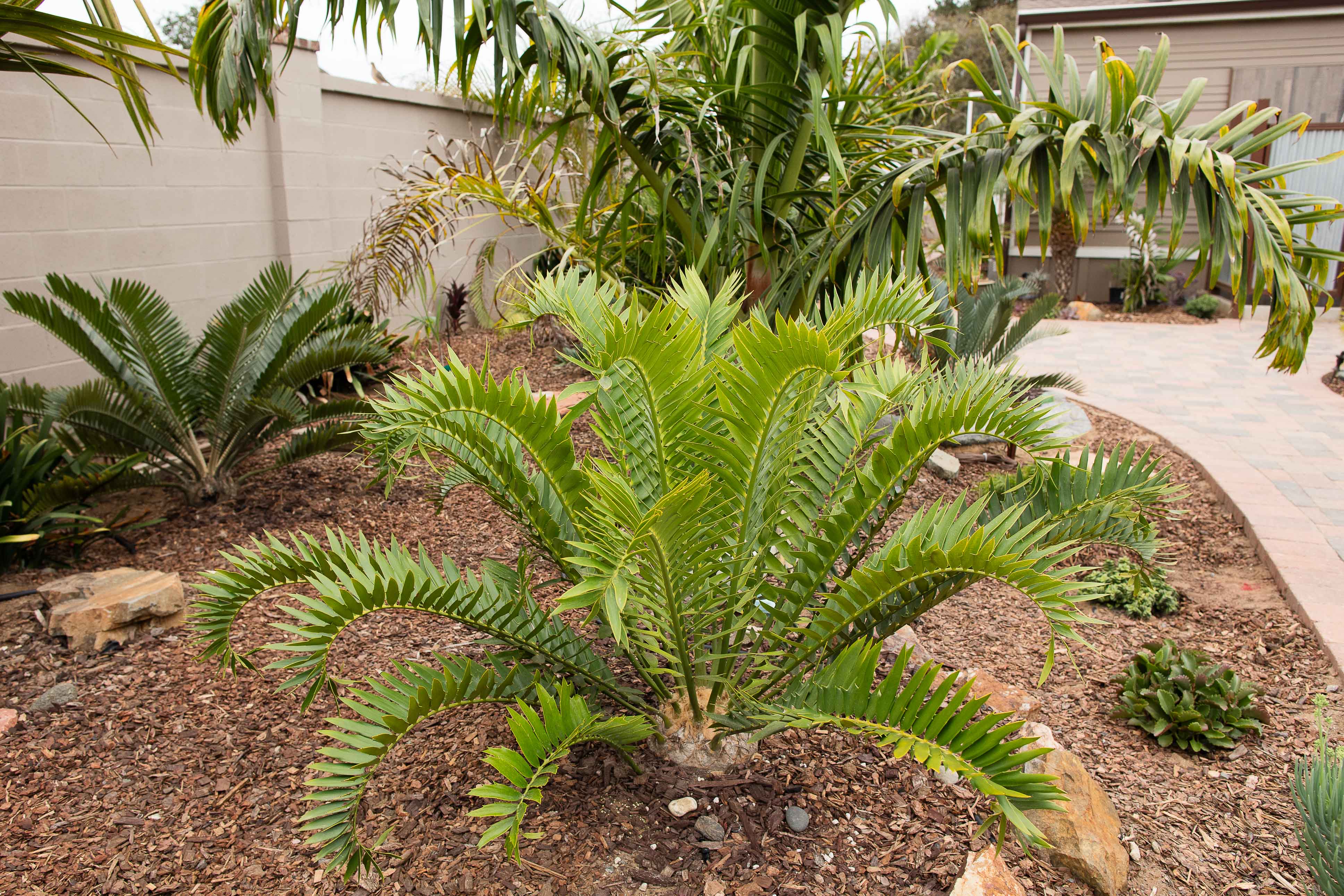 is this the ultimate &quot;prehistoric&quot; tropical looking plant