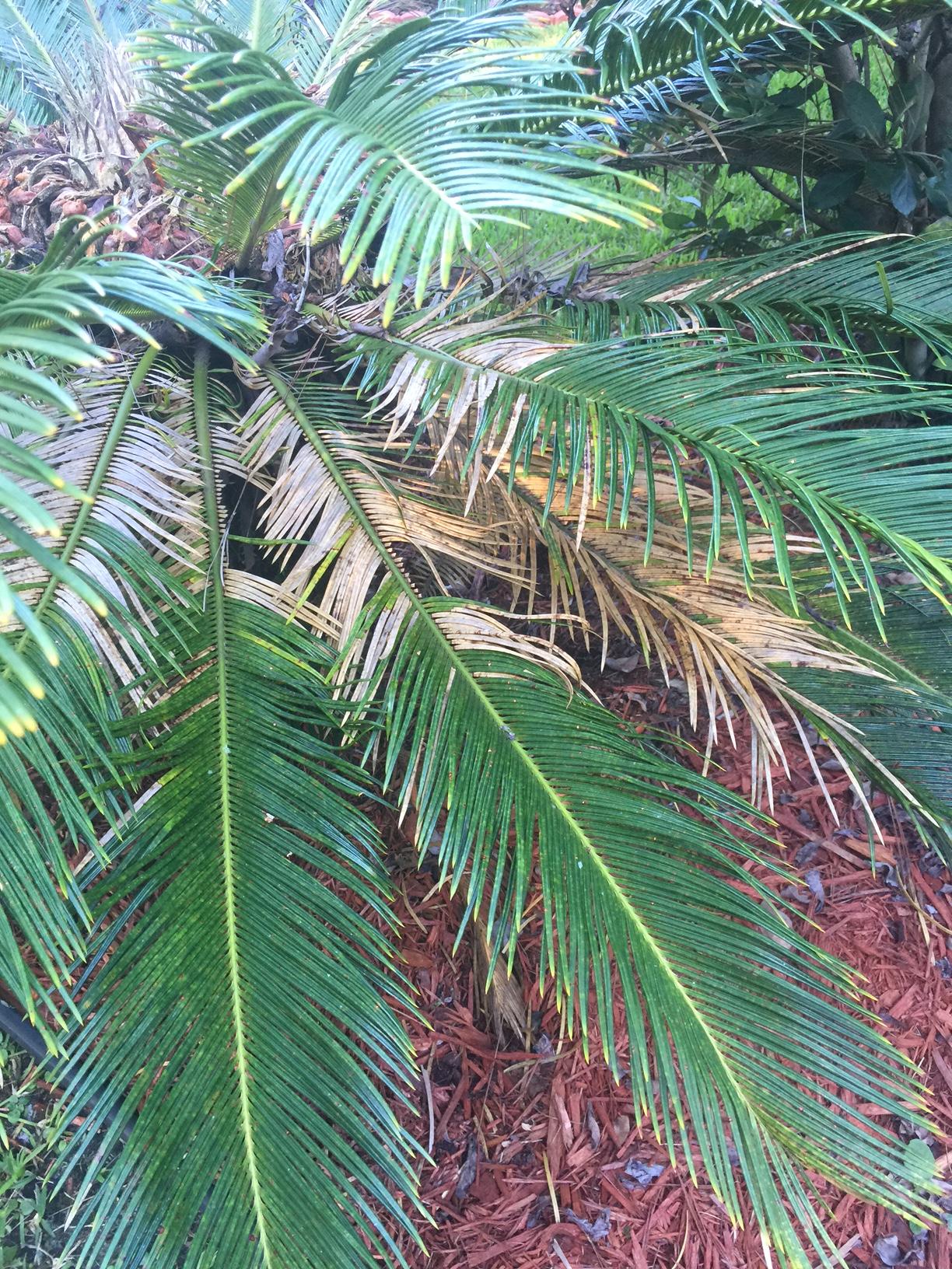 Another palm (cycad?) Identification question..and possible disease