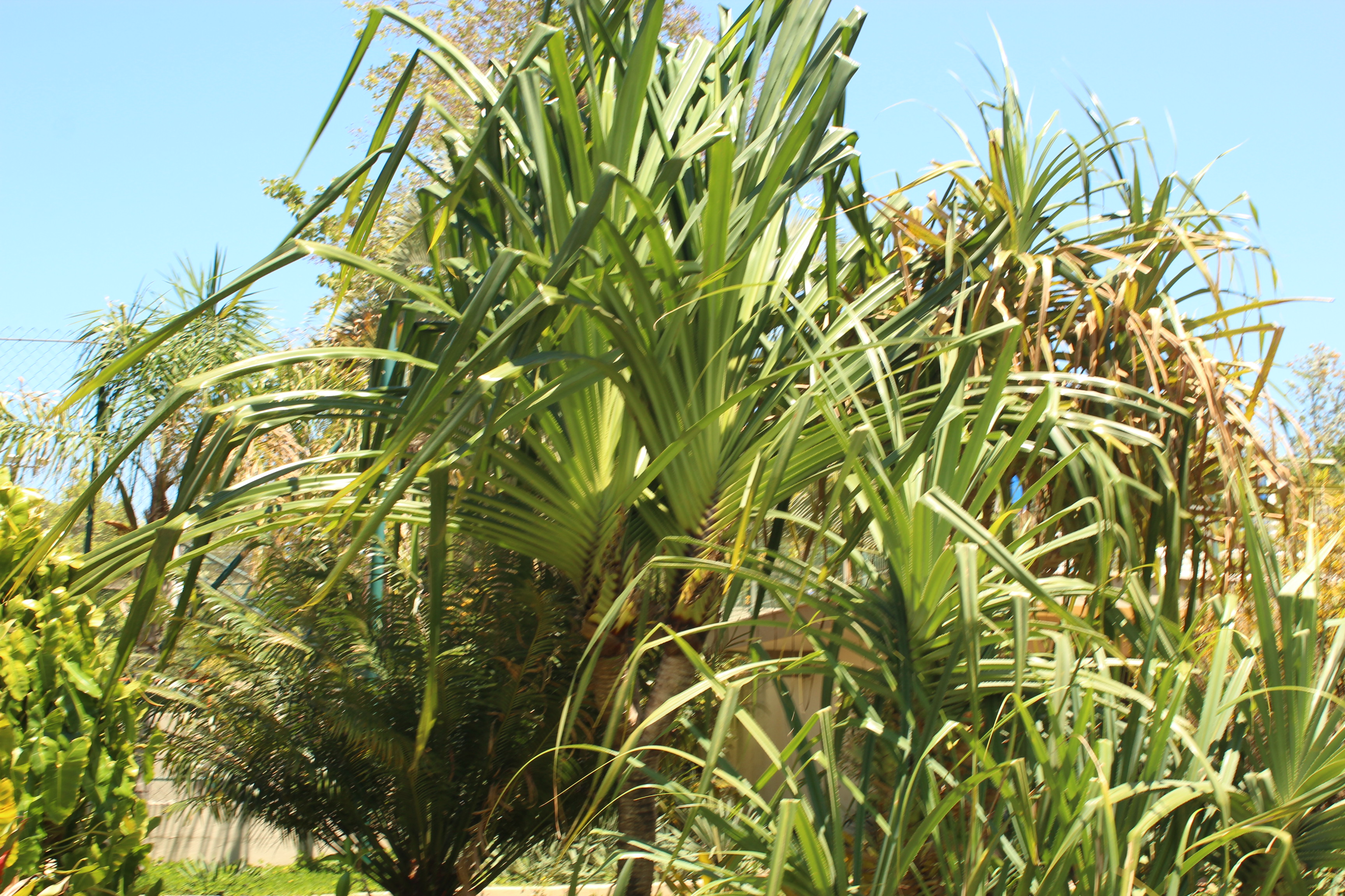 Pandanus furcatus, Himalayan ScrewPine update TROPICAL LOOKING