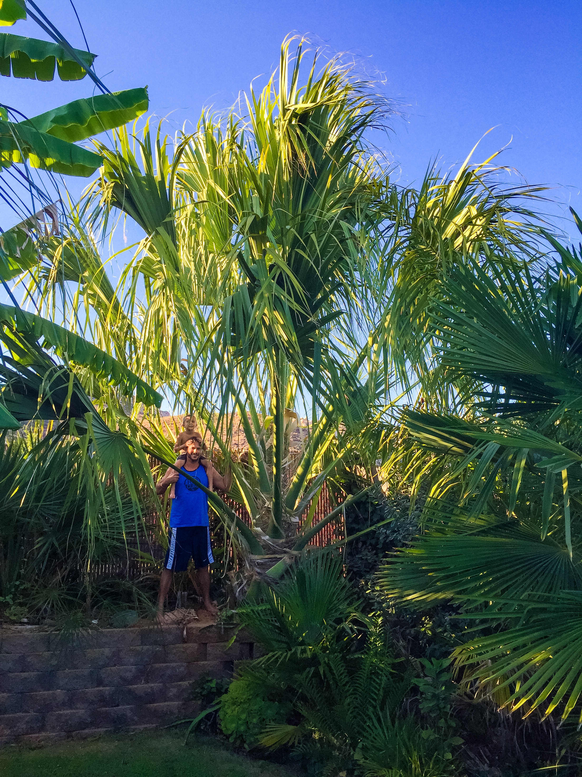 Best Landscaping Palm For Zone 9 DISCUSSING PALM TREES WORLDWIDE 