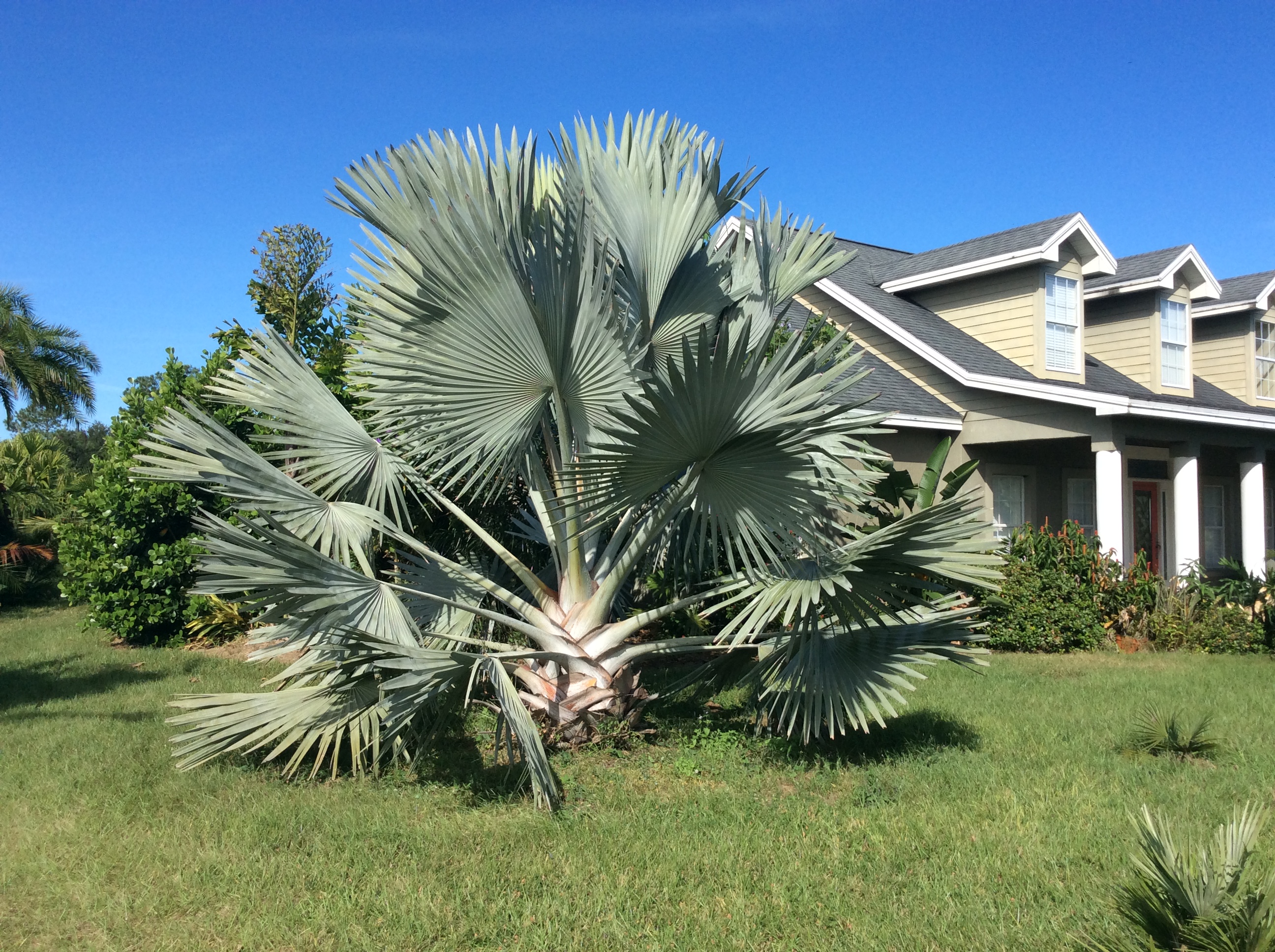 Best Landscaping Palm For Zone 9 Page 2 DISCUSSING PALM TREES 