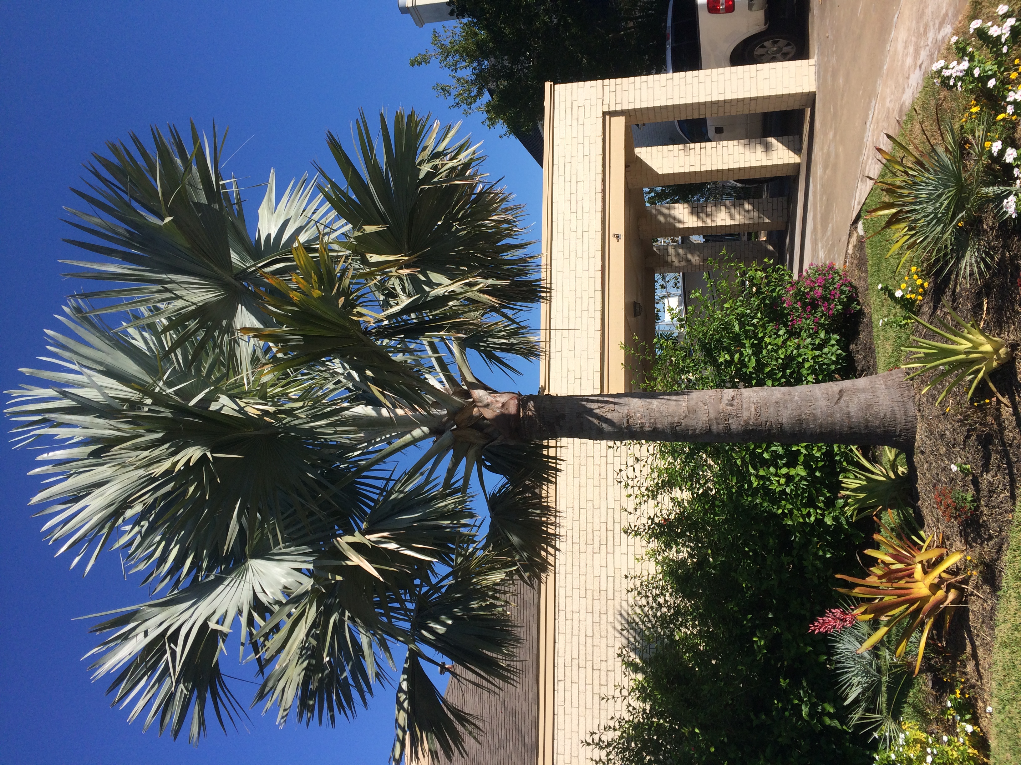 Best Landscaping Palm For Zone 9 Page 2 DISCUSSING PALM TREES 