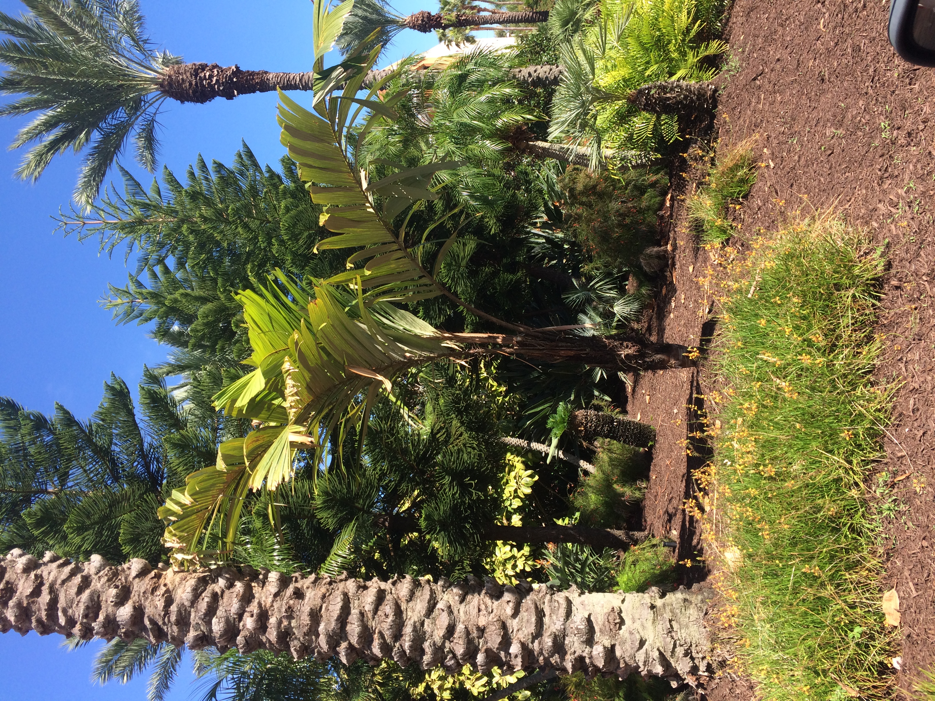 Best Landscaping Palm for Zone 9? Page 2 DISCUSSING PALM TREES