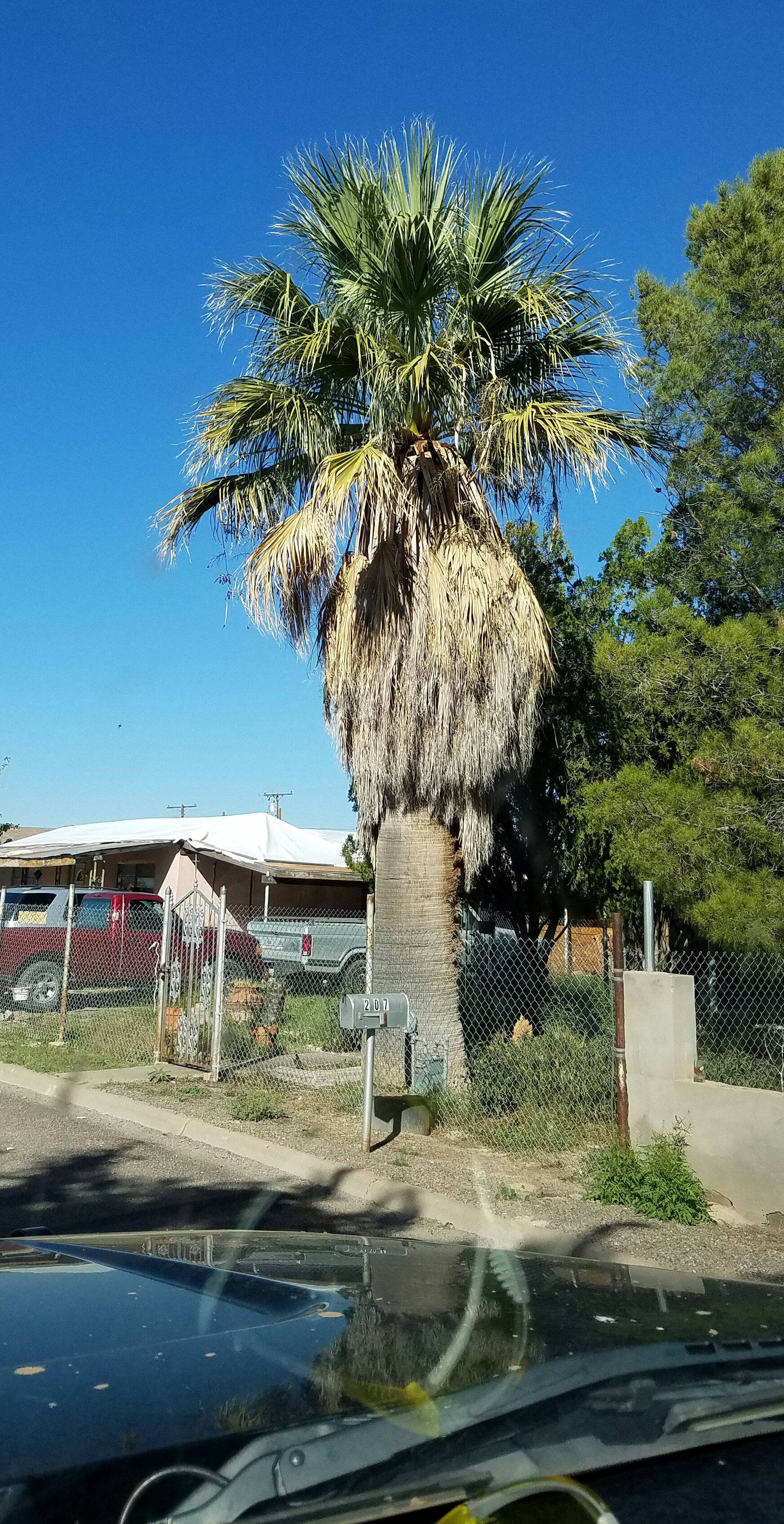 West Texas Palms - COLD HARDY PALMS - PalmTalk