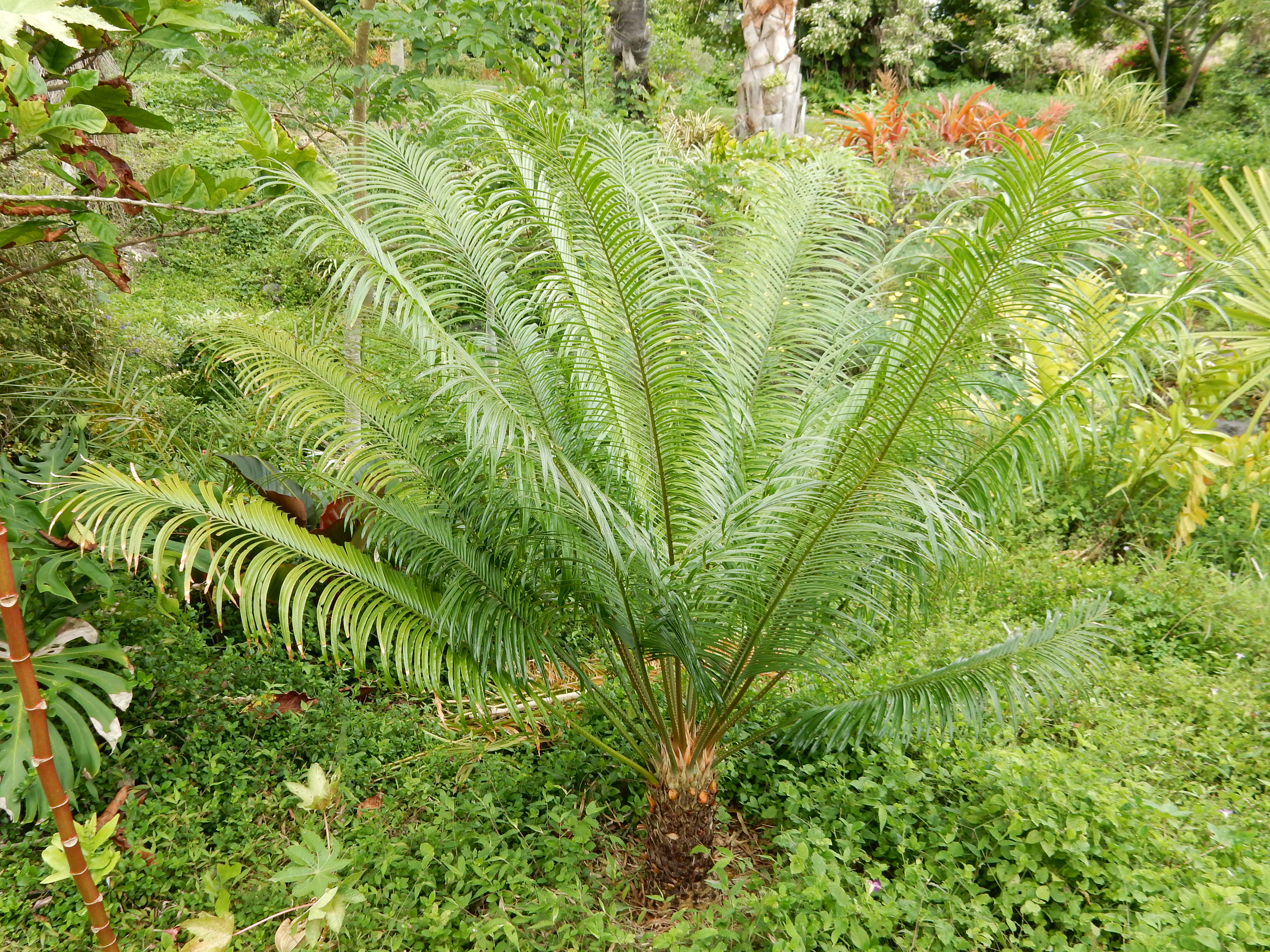 Some Cycas in the garden, 2 TROPICAL LOOKING PLANTS Other Than