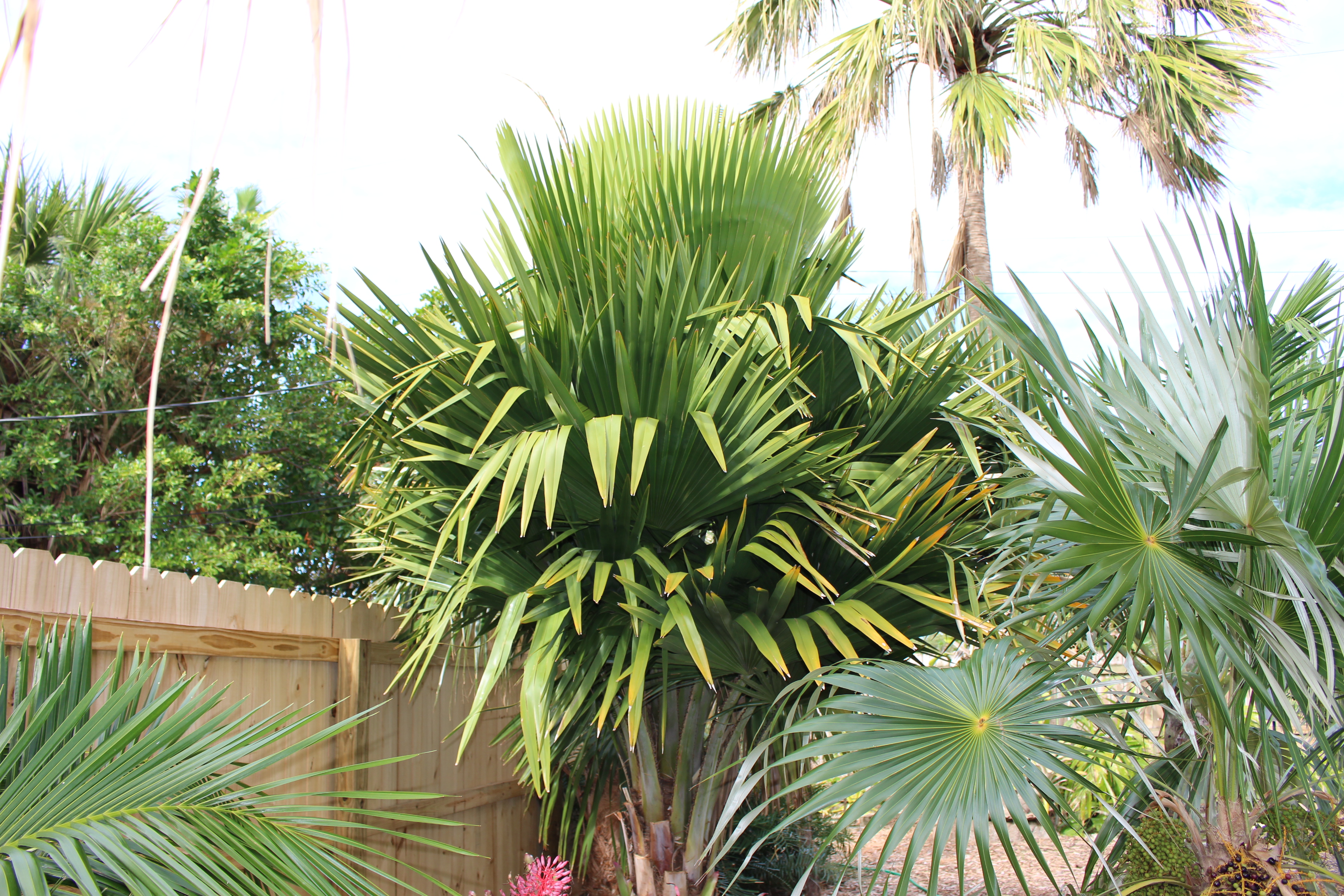 Copernicia macroglossa hybrid DISCUSSING PALM TREES WORLDWIDE PalmTalk