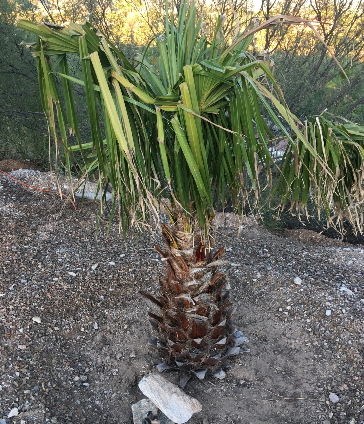 Transplant shock DISCUSSING PALM TREES WORLDWIDE PalmTalk