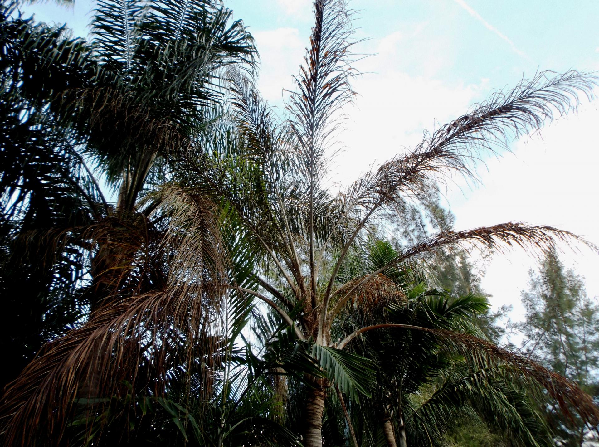 Large Queen Palm Died DISCUSSING PALM TREES WORLDWIDE PalmTalk