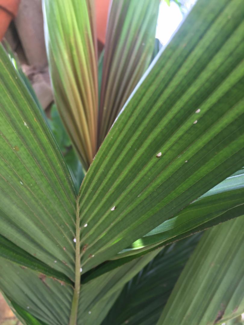 White Spots DISCUSSING PALM TREES WORLDWIDE PalmTalk