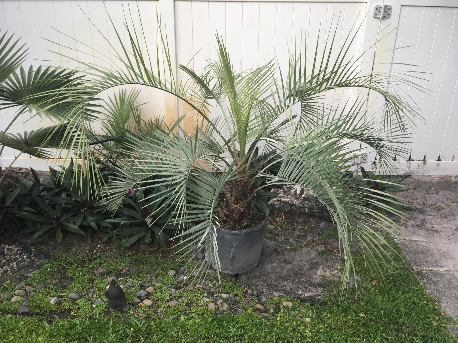 What to do with this Butia? DISCUSSING PALM TREES WORLDWIDE PalmTalk