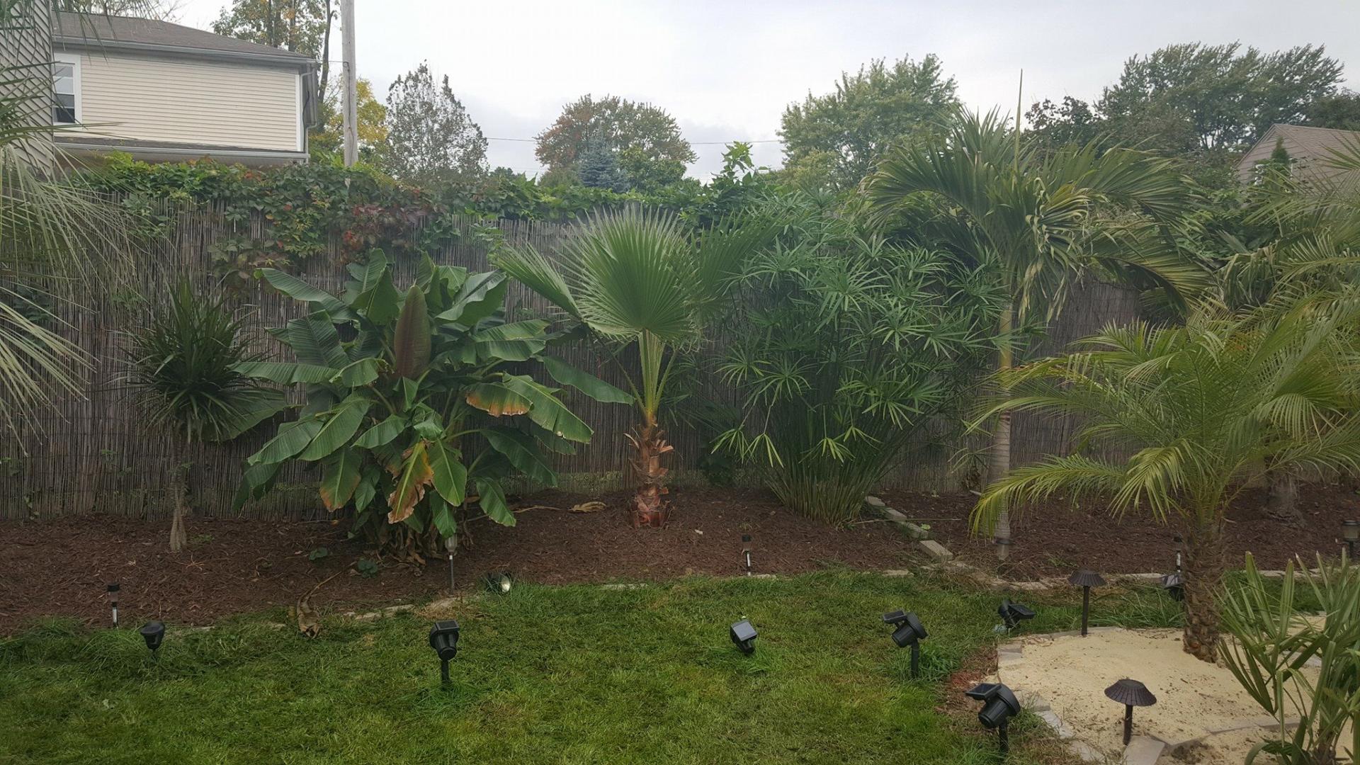 Palm Trees in New England COLD HARDY PALMS PalmTalk
